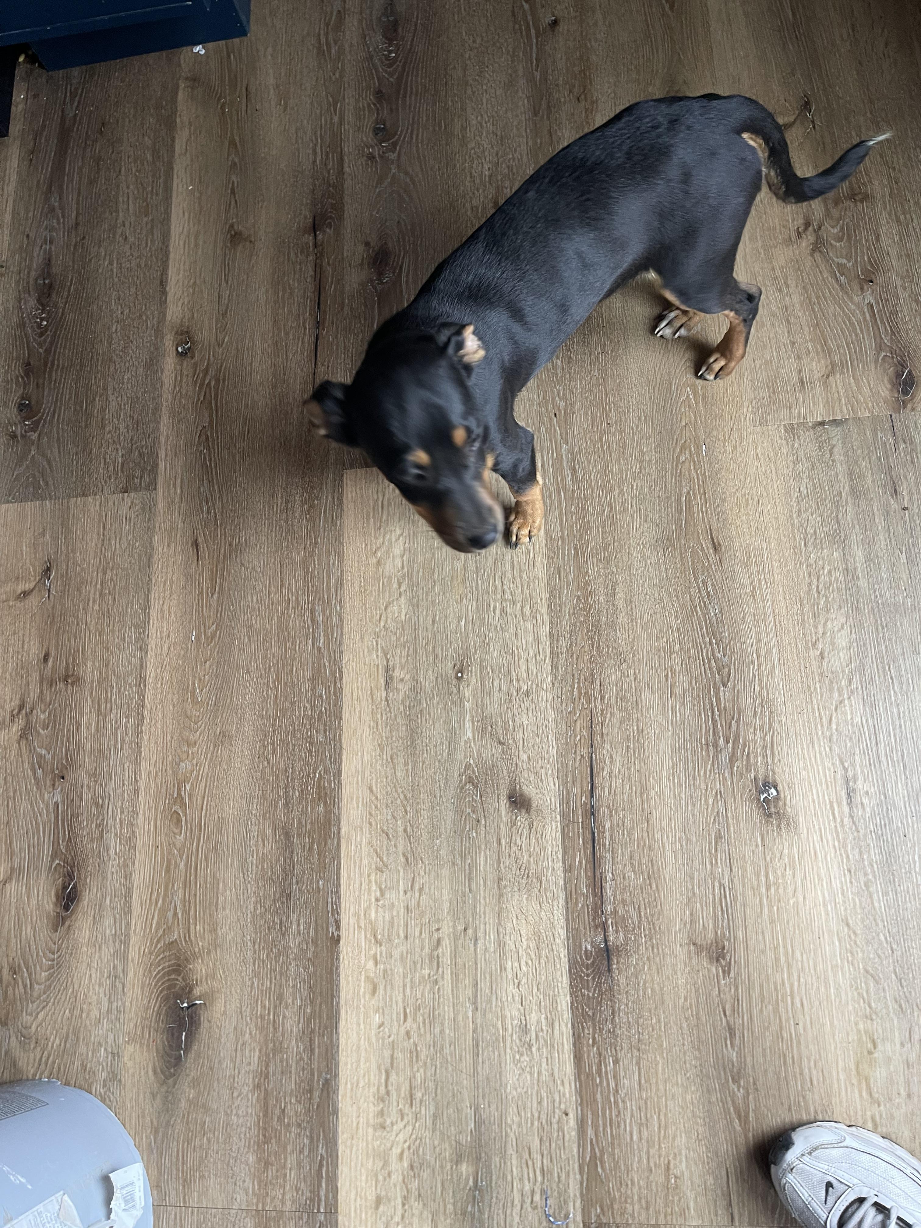 Enlarge Penelope, a Adoptable mixed breed in Chula Vista, CA image 3/4