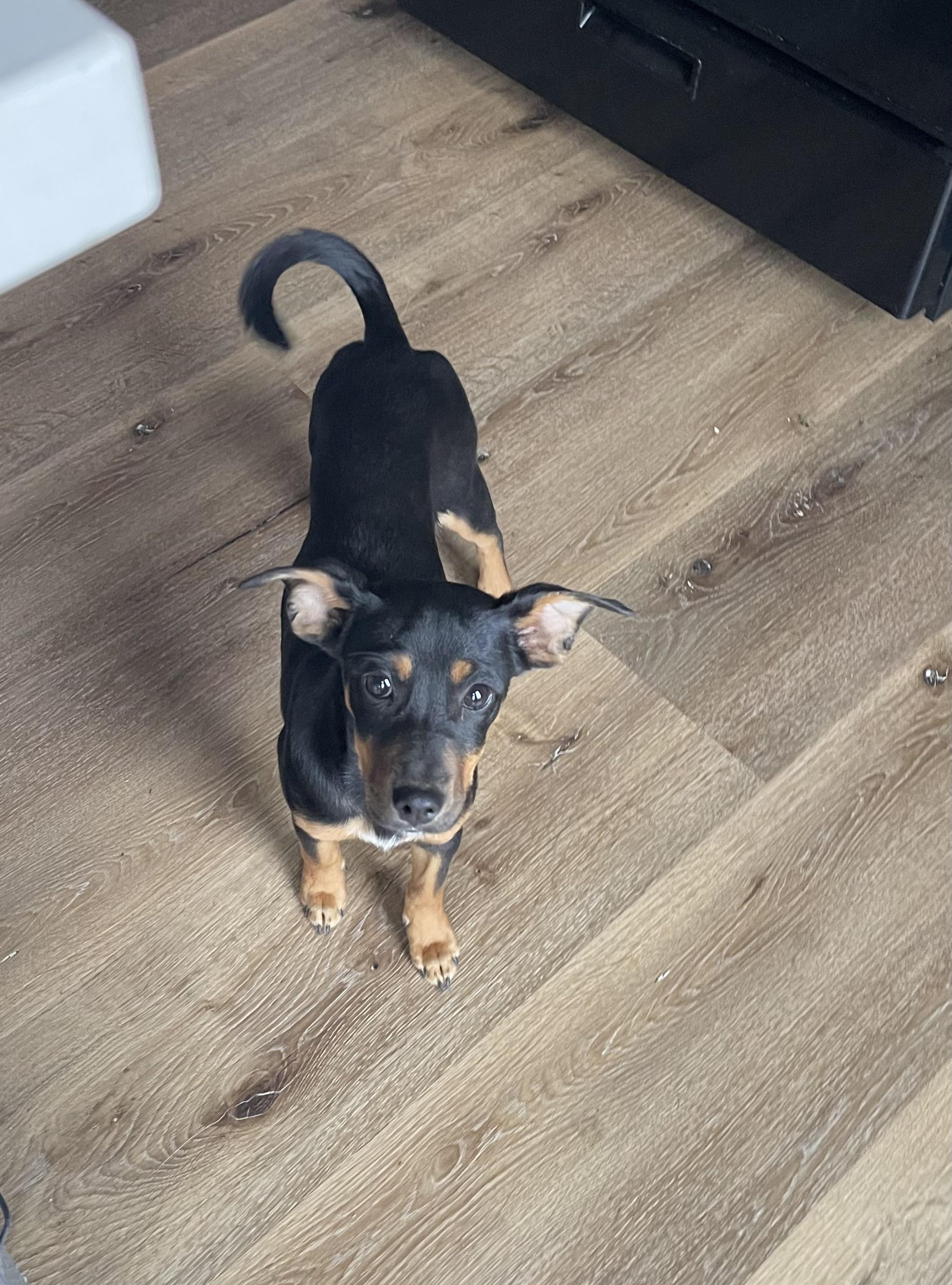 Enlarge Penelope, a Adoptable mixed breed in Chula Vista, CA image 4/4