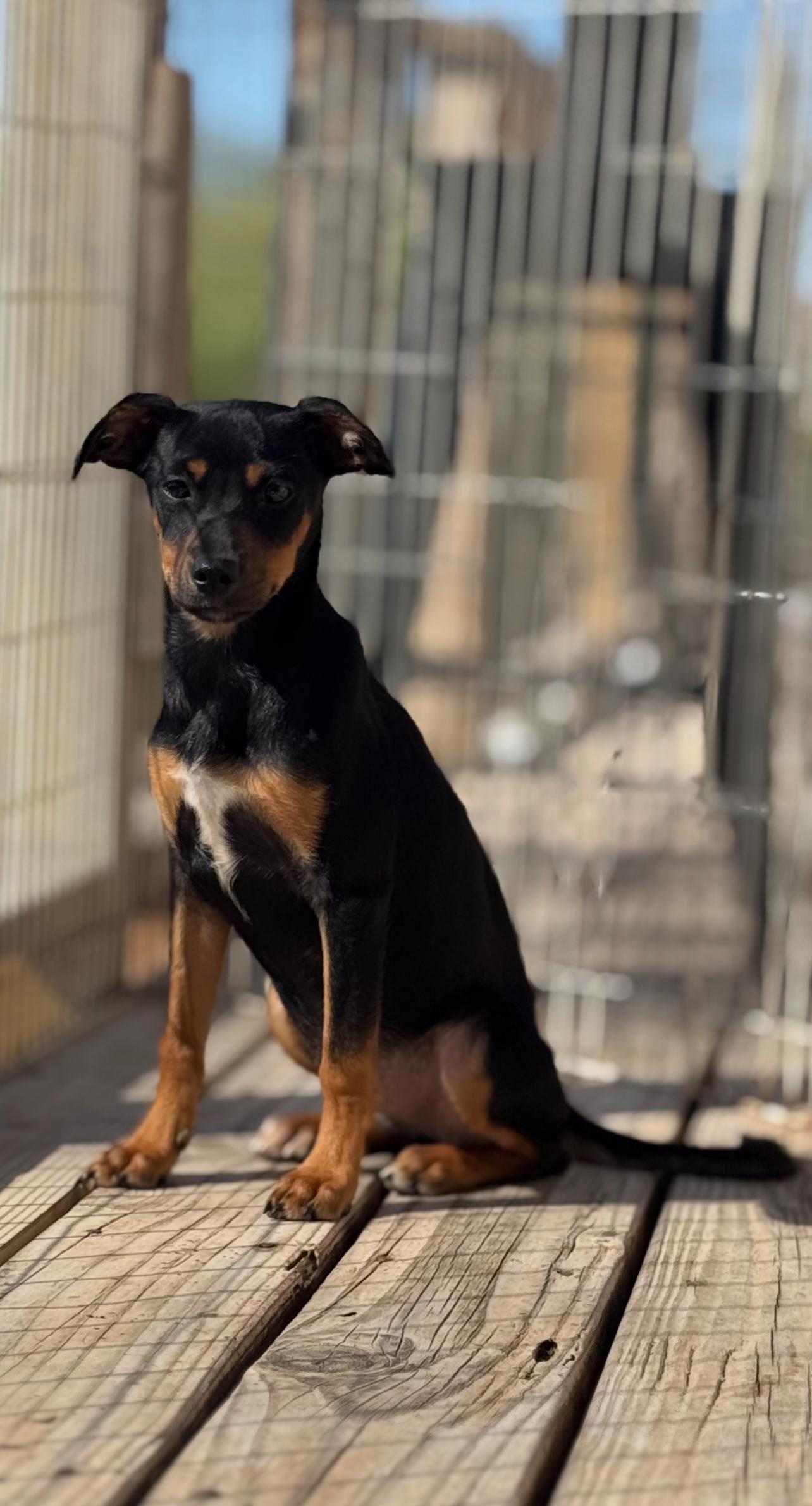 Enlarge Penelope, a Adoptable mixed breed in Chula Vista, CA image 1/4