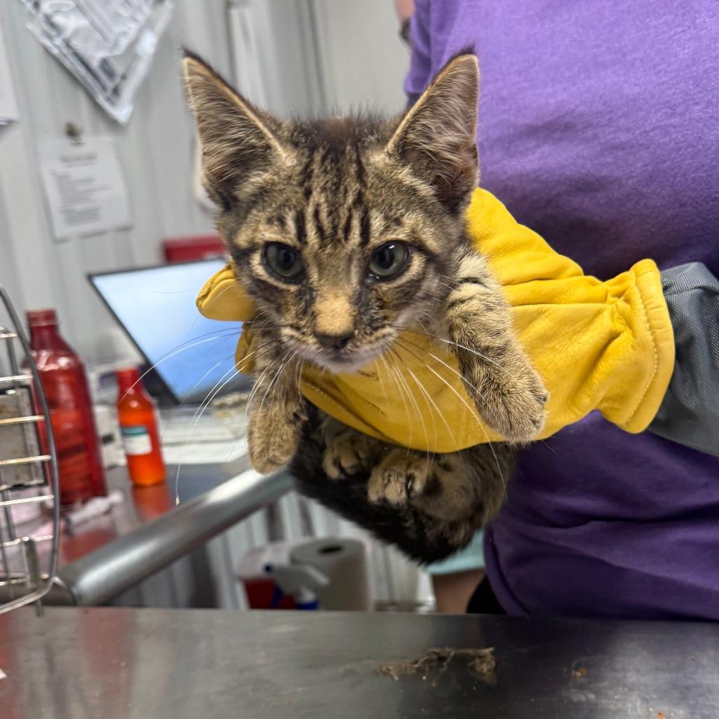 Enlarge Mars, a Adoptable Domestic Medium Hair in Emporia, KS image 1/3