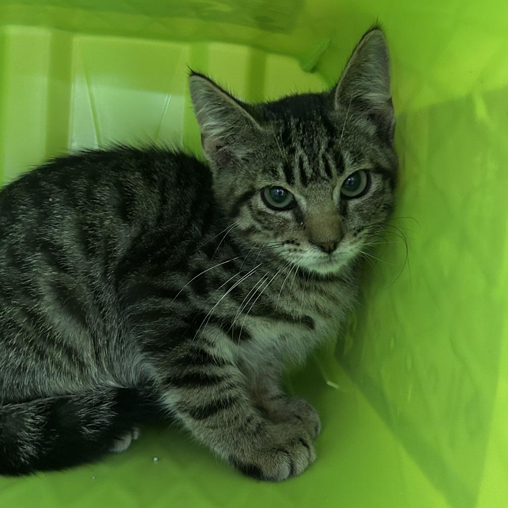 Enlarge Mars, a Adoptable Domestic Medium Hair in Emporia, KS image 3/3