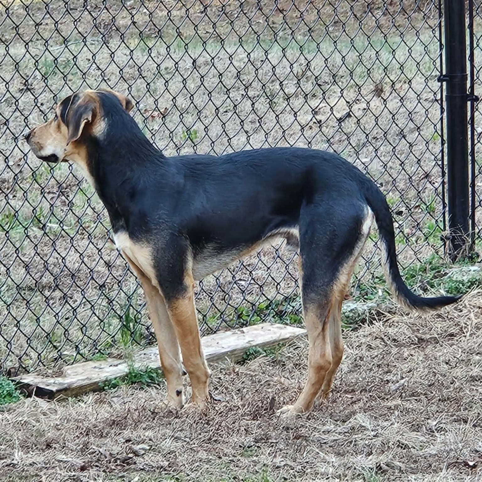 Enlarge Niklaus, a ADOPTABLE mixed breed in Hopkinton, MA image 6/6