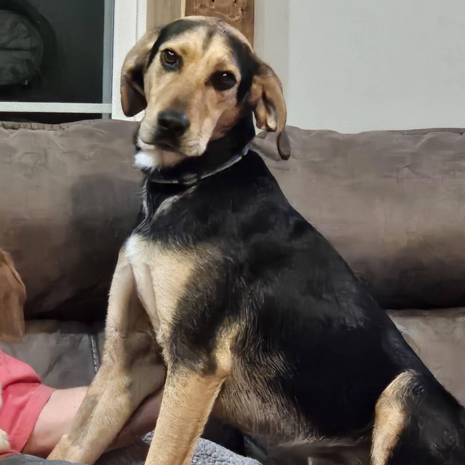 Enlarge Niklaus, a ADOPTABLE mixed breed in Hopkinton, MA image 3/6