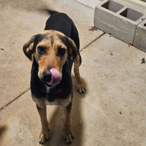 Enlarge Niklaus, a ADOPTABLE mixed breed in Hopkinton, MA image 5/6