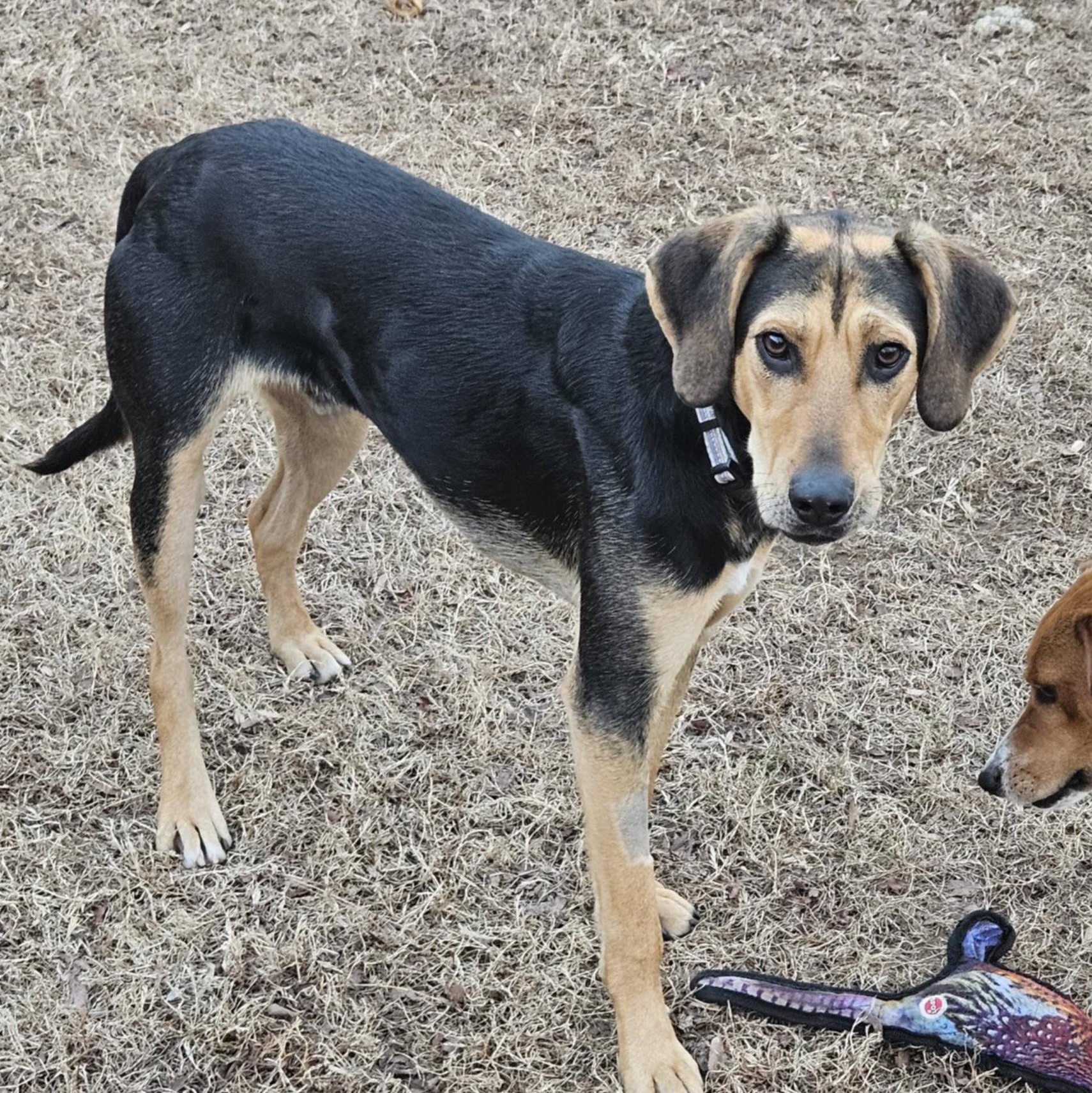 Enlarge Niklaus, a ADOPTABLE mixed breed in Hopkinton, MA image 4/6