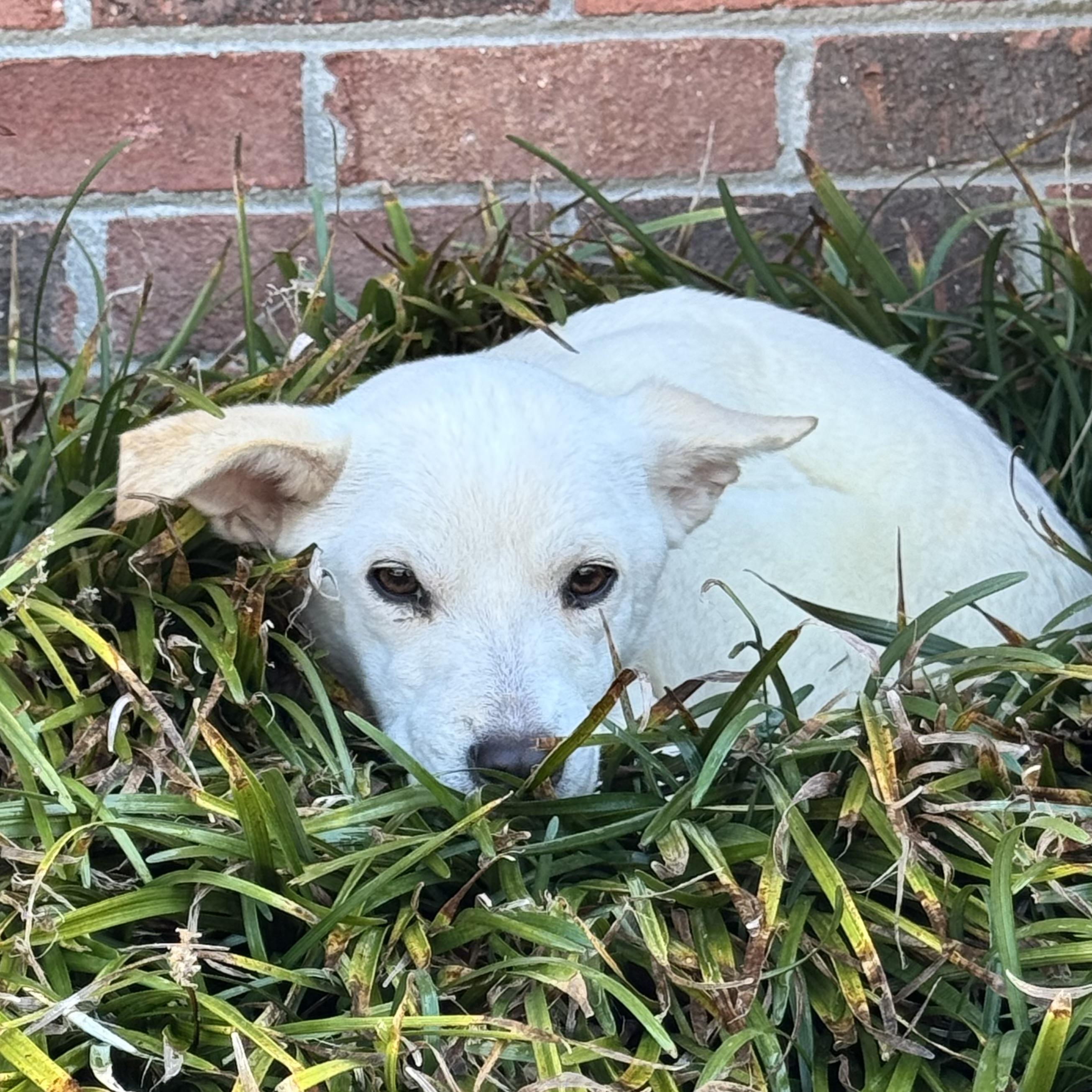 Chobani — thumbnail 2