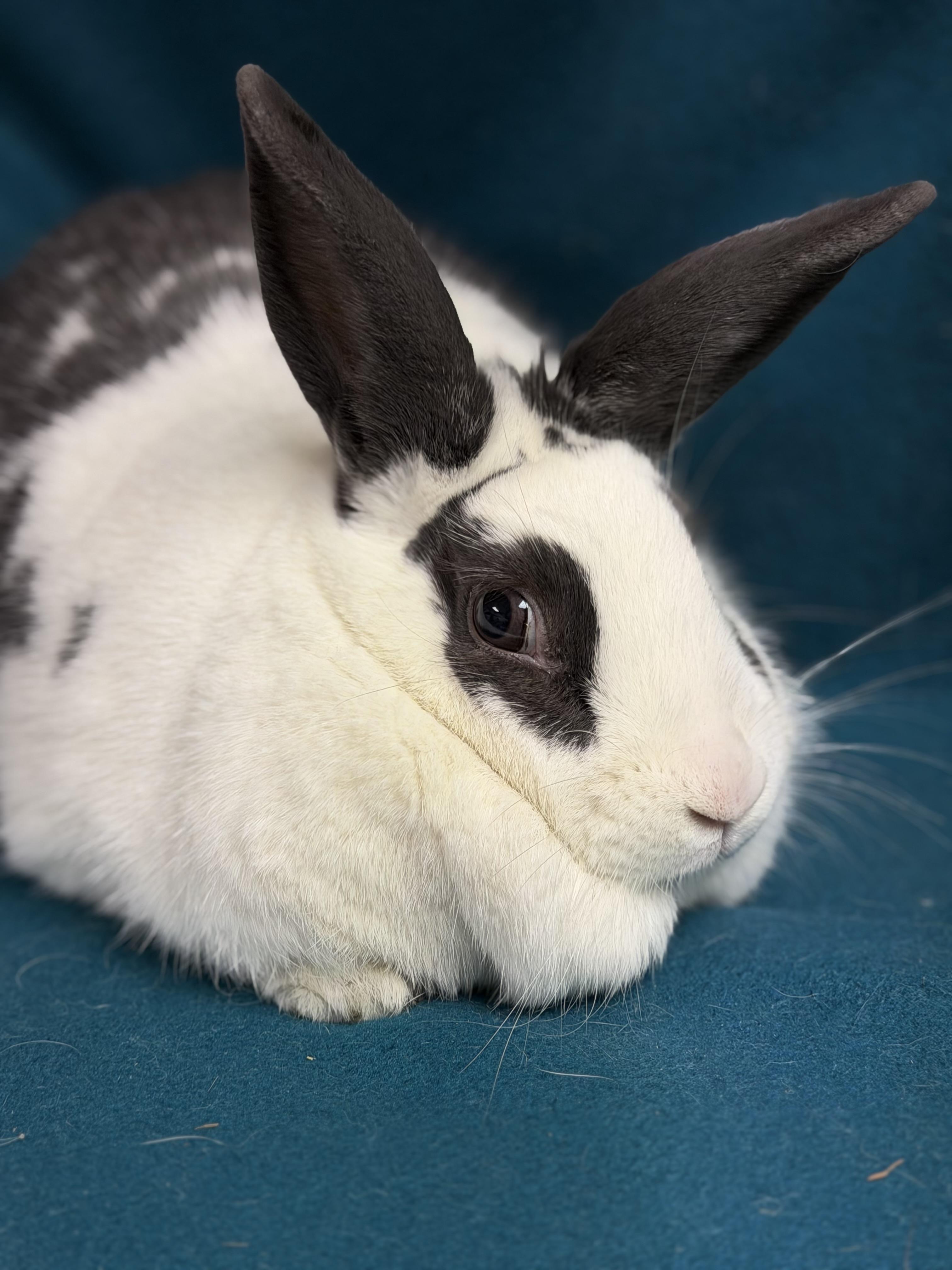 Lady, a ADOPTABLE English Spot in Edinburg, PA image 4/4