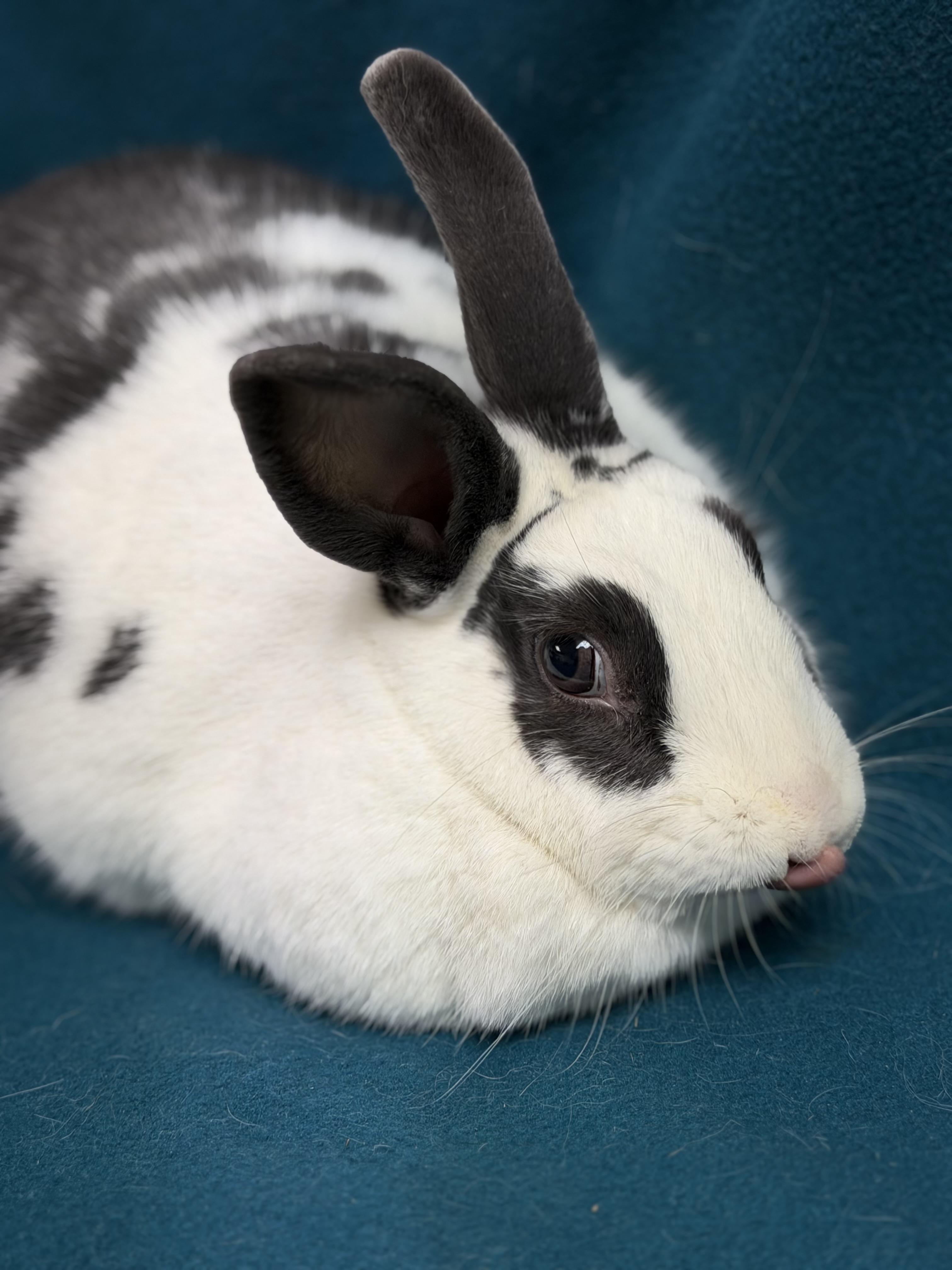 Lady, a ADOPTABLE English Spot in Edinburg, PA image 2/4