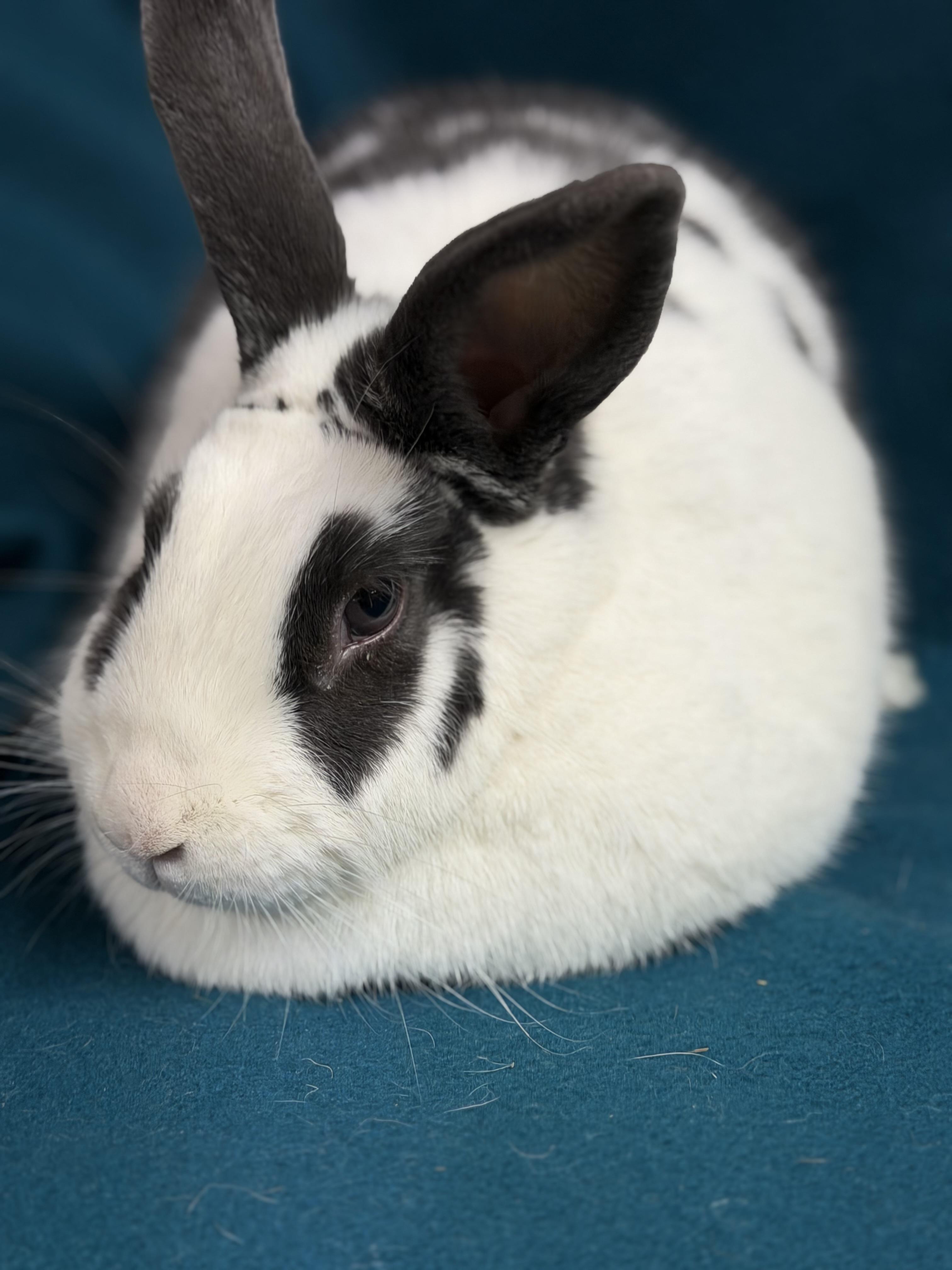 Lady, ADOPTABLE, Adult Female English Spot.