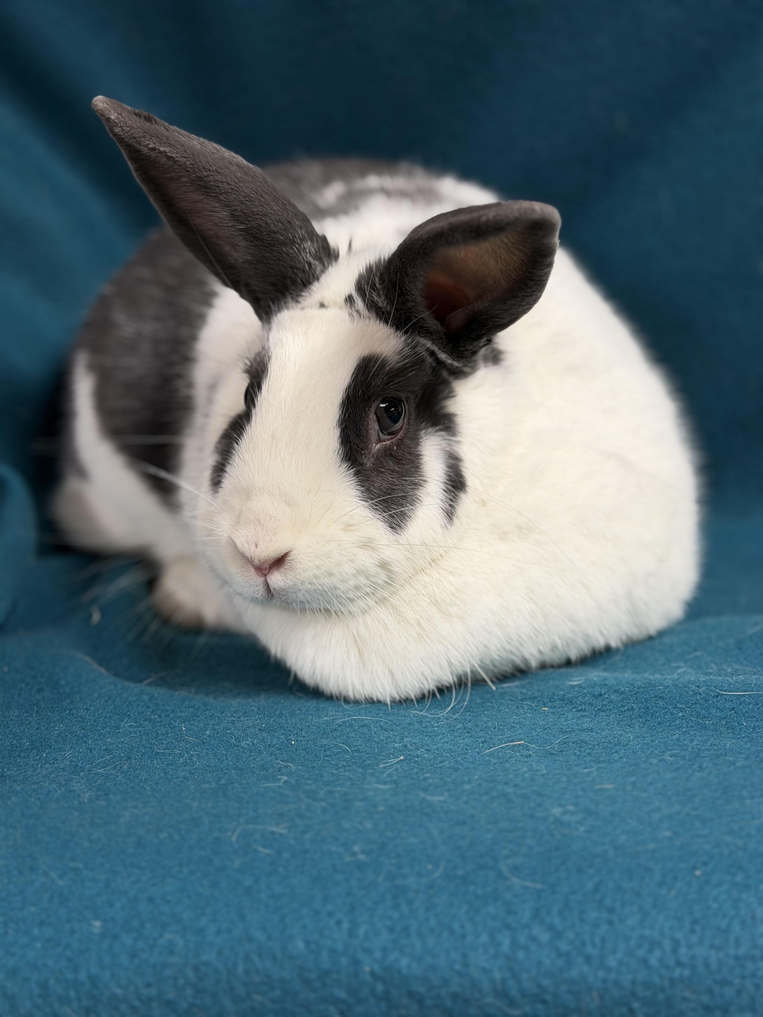 Lady, a ADOPTABLE English Spot in Edinburg, PA image 3/4