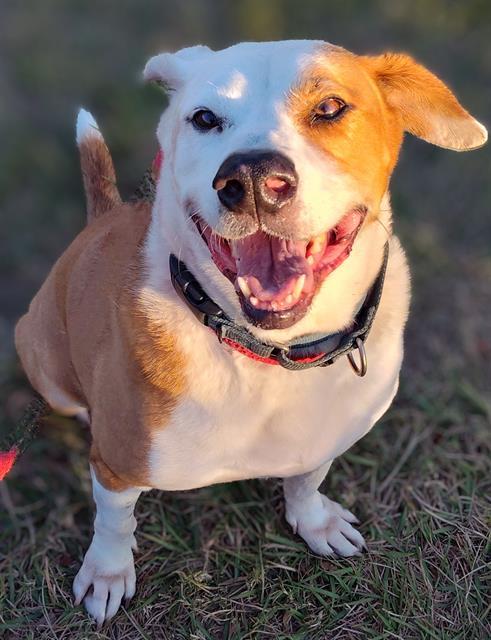 MURRAY, Adoptable, Senior Male Mixed Breed.