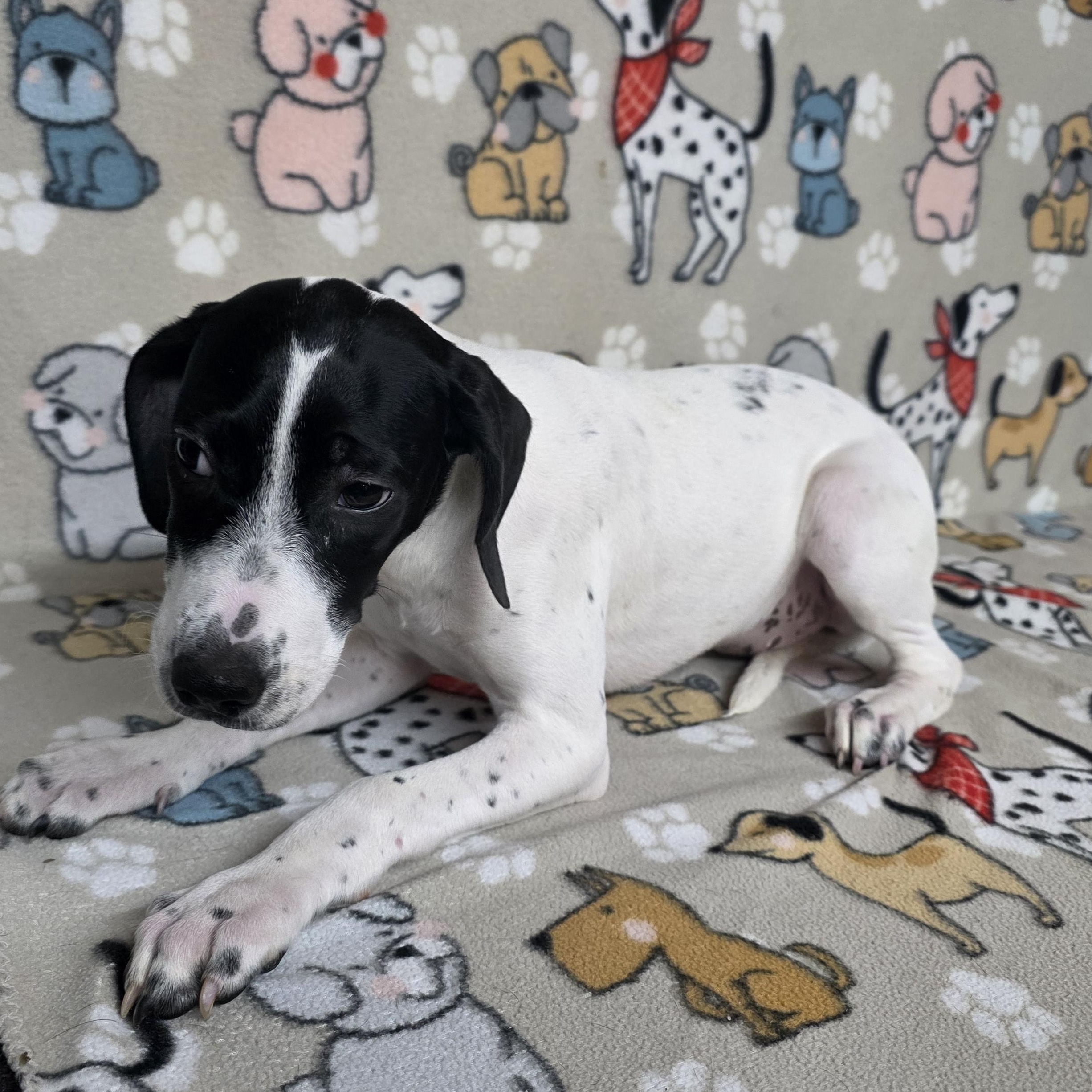 Snoopy, a ADOPTABLE mixed breed in Dallas, GA image 4/4