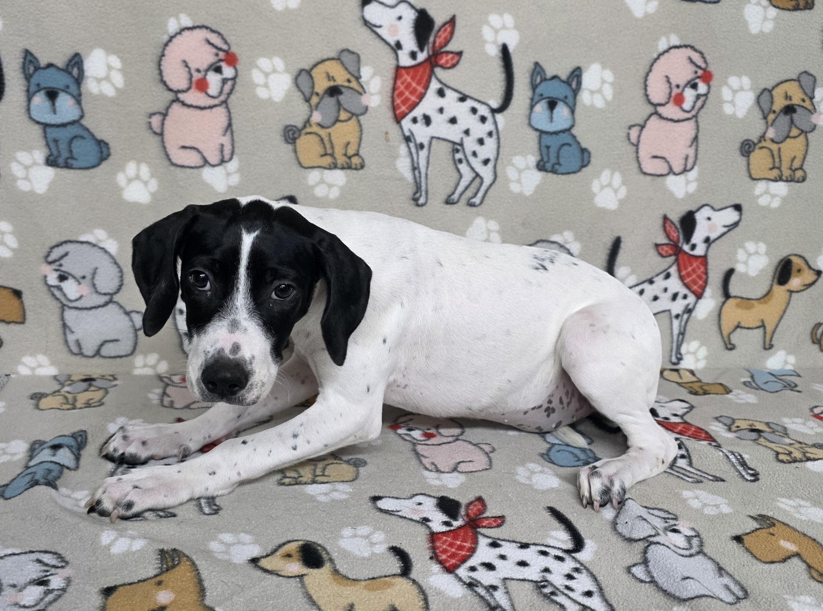 Snoopy, a ADOPTABLE mixed breed in Dallas, GA image 1/4