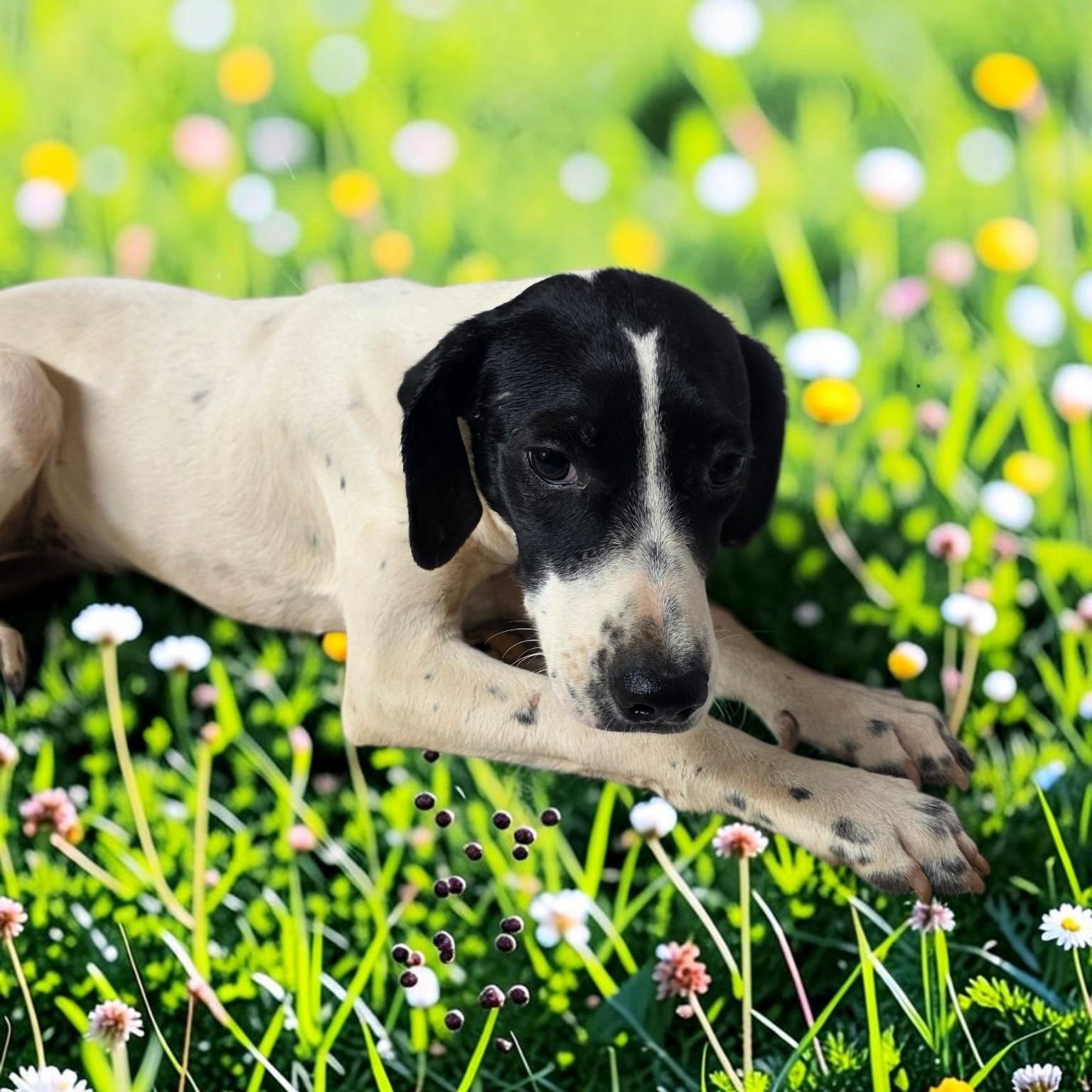 Enlarge Snoopy - PENDING, a Adopted mixed breed in Dallas, GA image 3/3