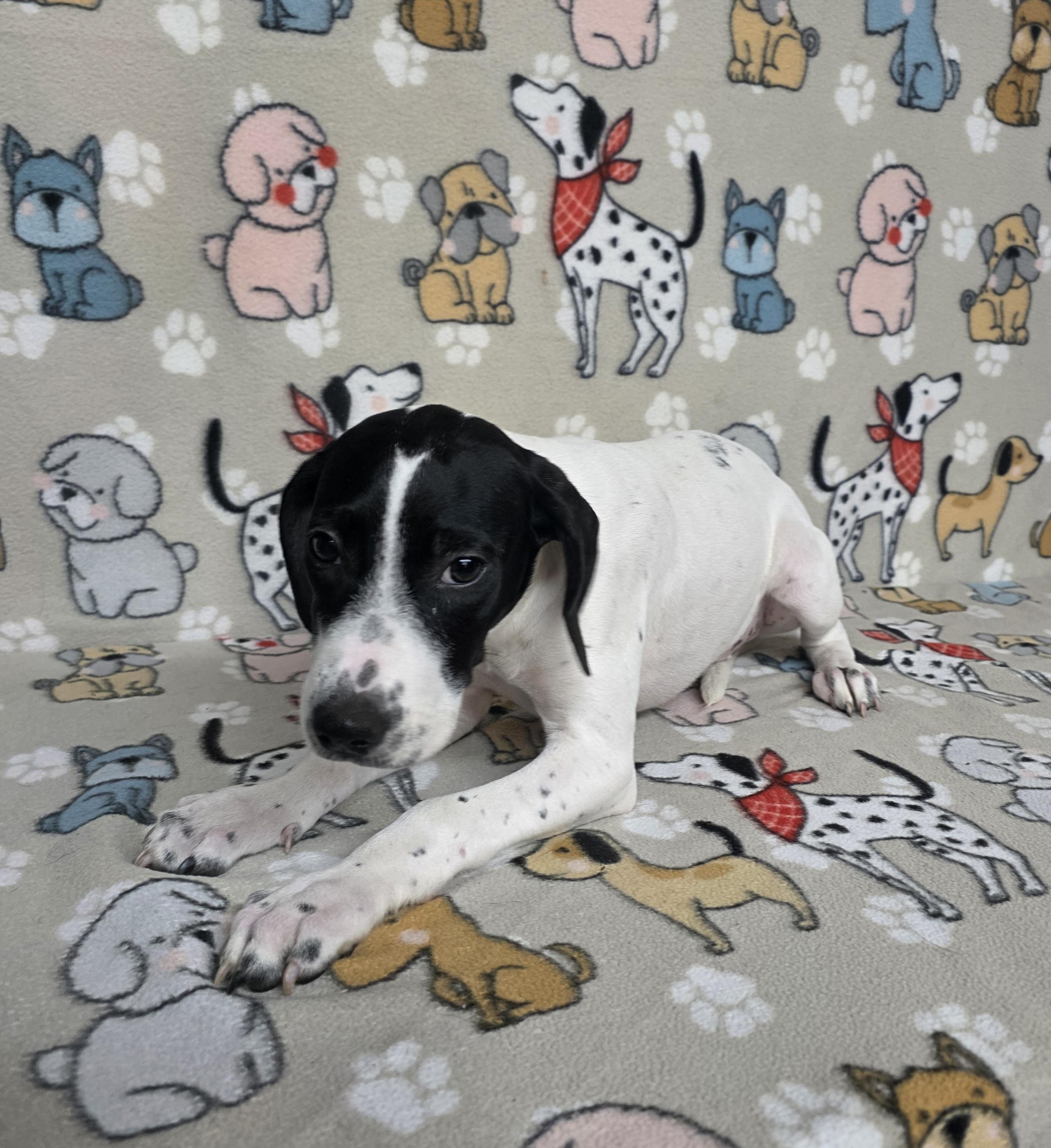 Snoopy, a ADOPTABLE mixed breed in Dallas, GA image 2/4