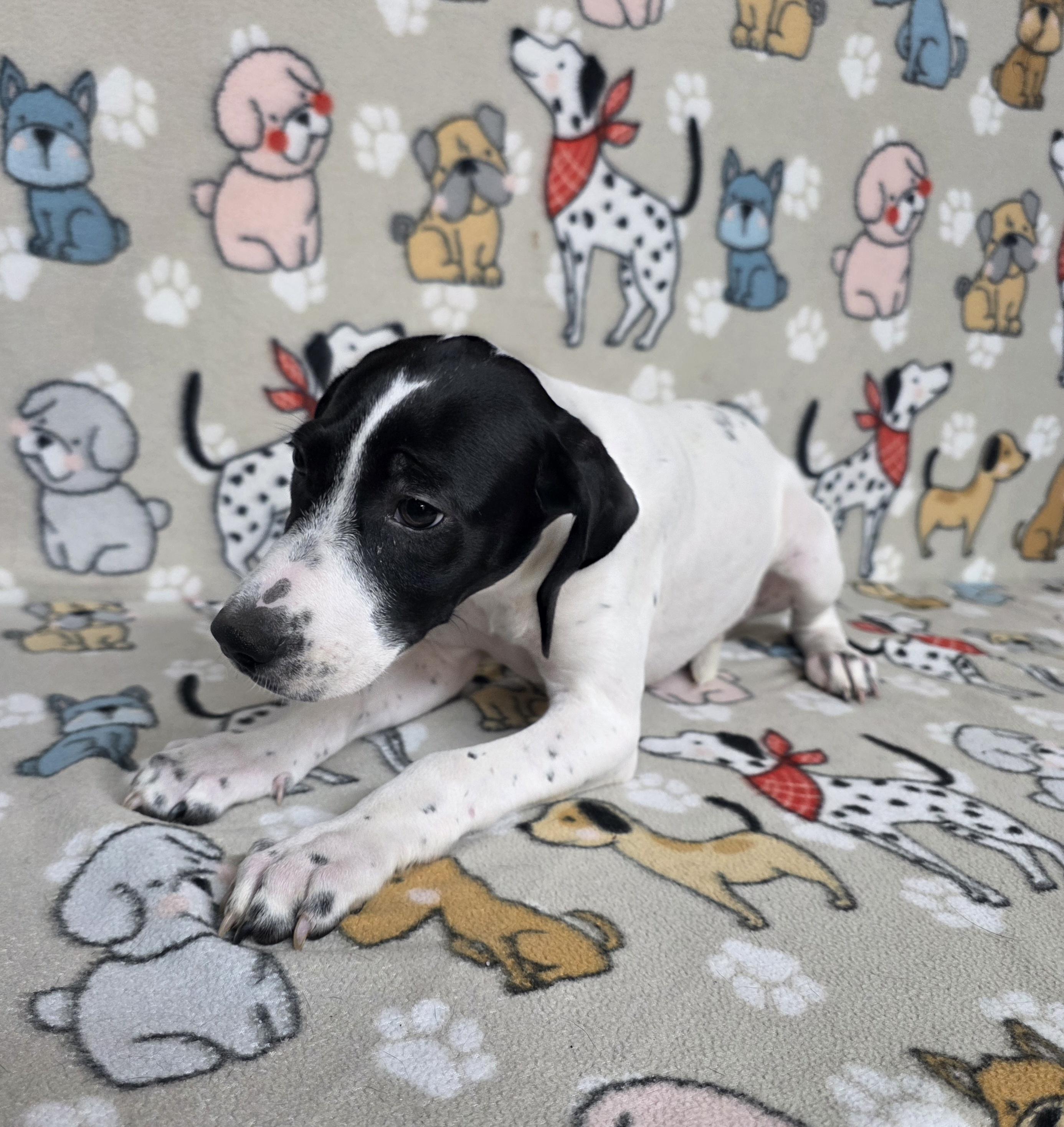 Snoopy, a ADOPTABLE mixed breed in Dallas, GA image 3/4