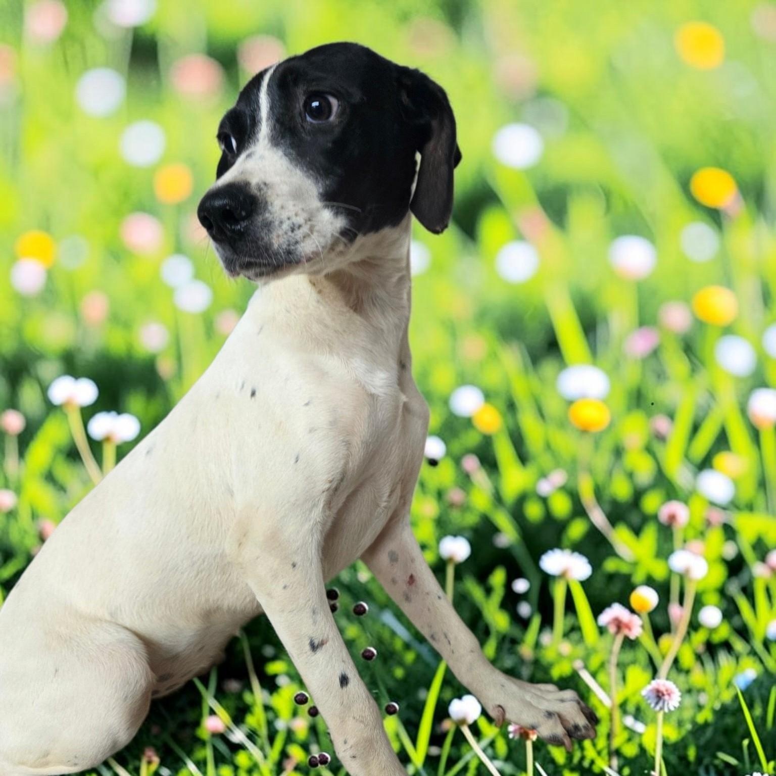 Enlarge Snoopy - PENDING, a Adopted mixed breed in Dallas, GA image 2/3
