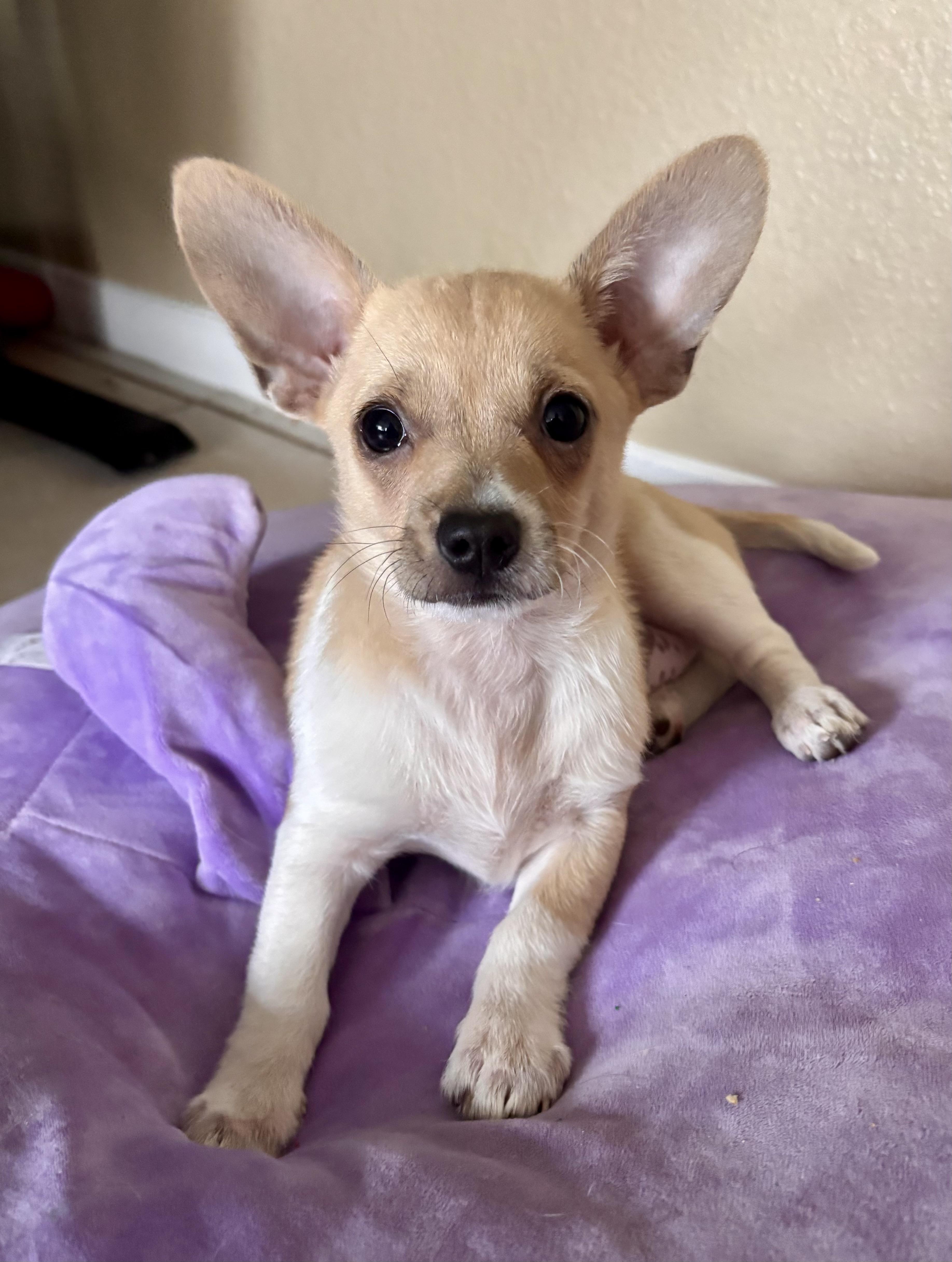 Enlarge Rachel , a ADOPTABLE mixed breed in El Cajon, CA image 1/1