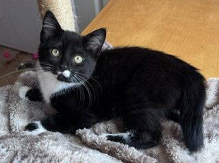 Tara, Clara, & Hoodwink, a Adoptable mixed breed in San Luis Obispo, CA image 3/3