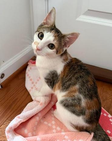 Enlarge Hope, a Adoptable Domestic Short Hair in Wilmington, NC image 3/3