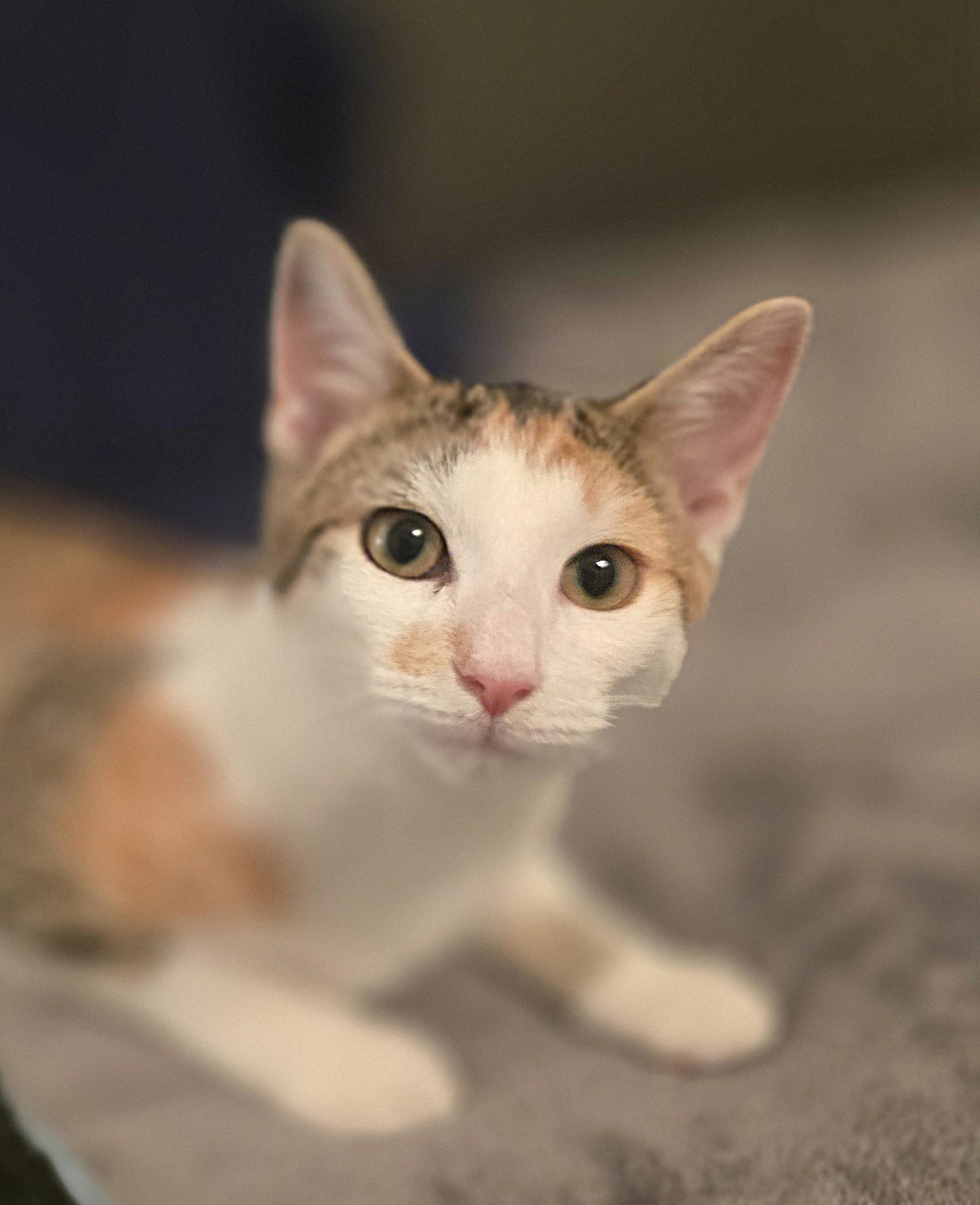 Enlarge Hope, a Adoptable Domestic Short Hair in Wilmington, NC image 2/3