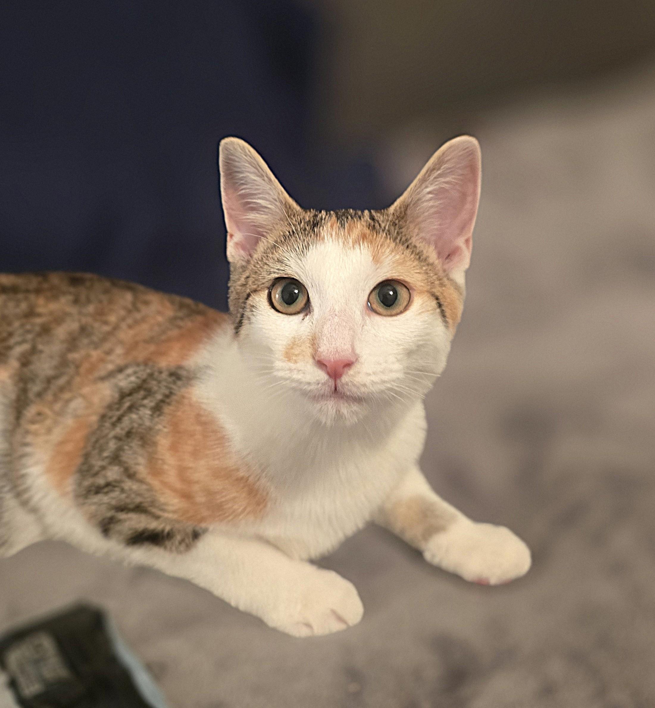 Hope, Adoptable, Kitten Female Domestic Short Hair.