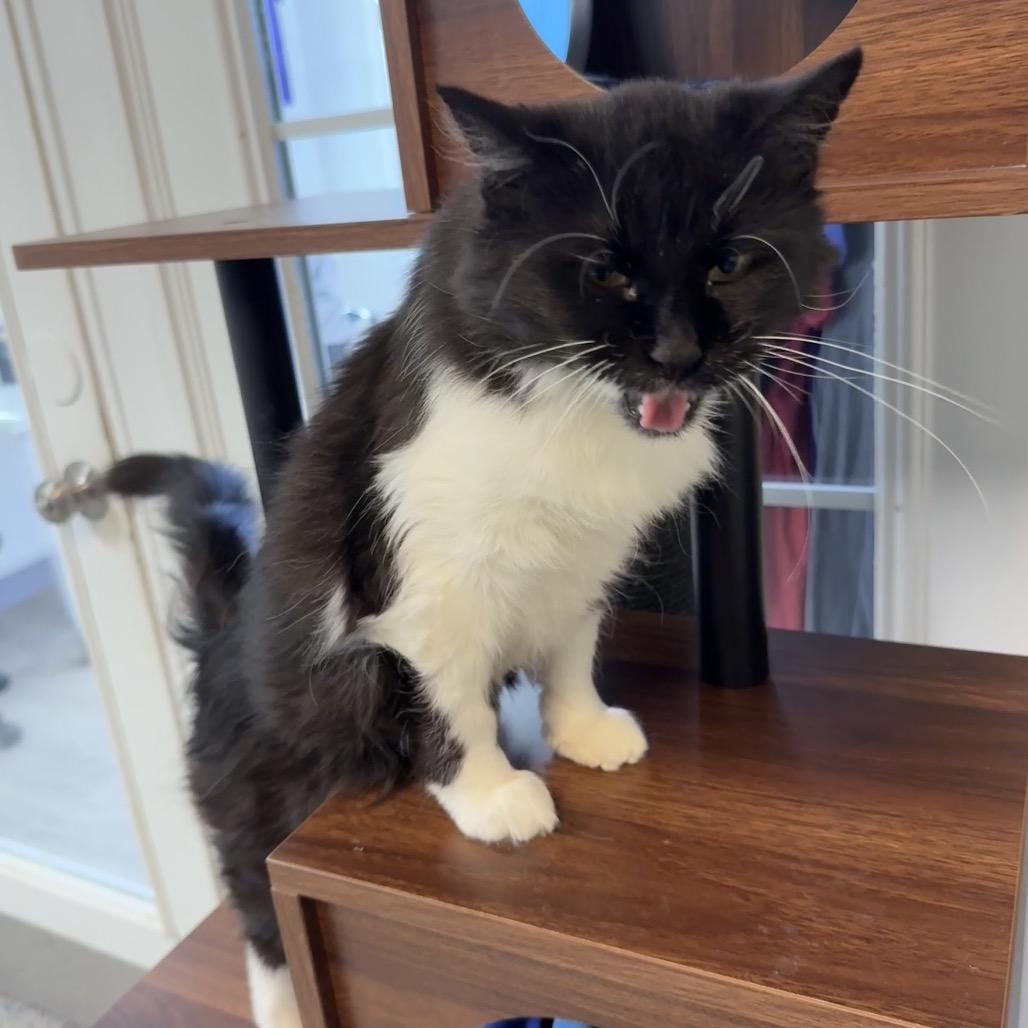 Sylvia La Plata, a Adoptable Domestic Medium Hair in Denver, CO image 1/5