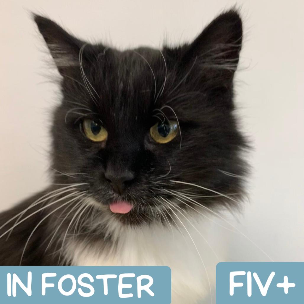 Sylvia La Plata, a Adoptable Domestic Medium Hair in Denver, CO image 2/5