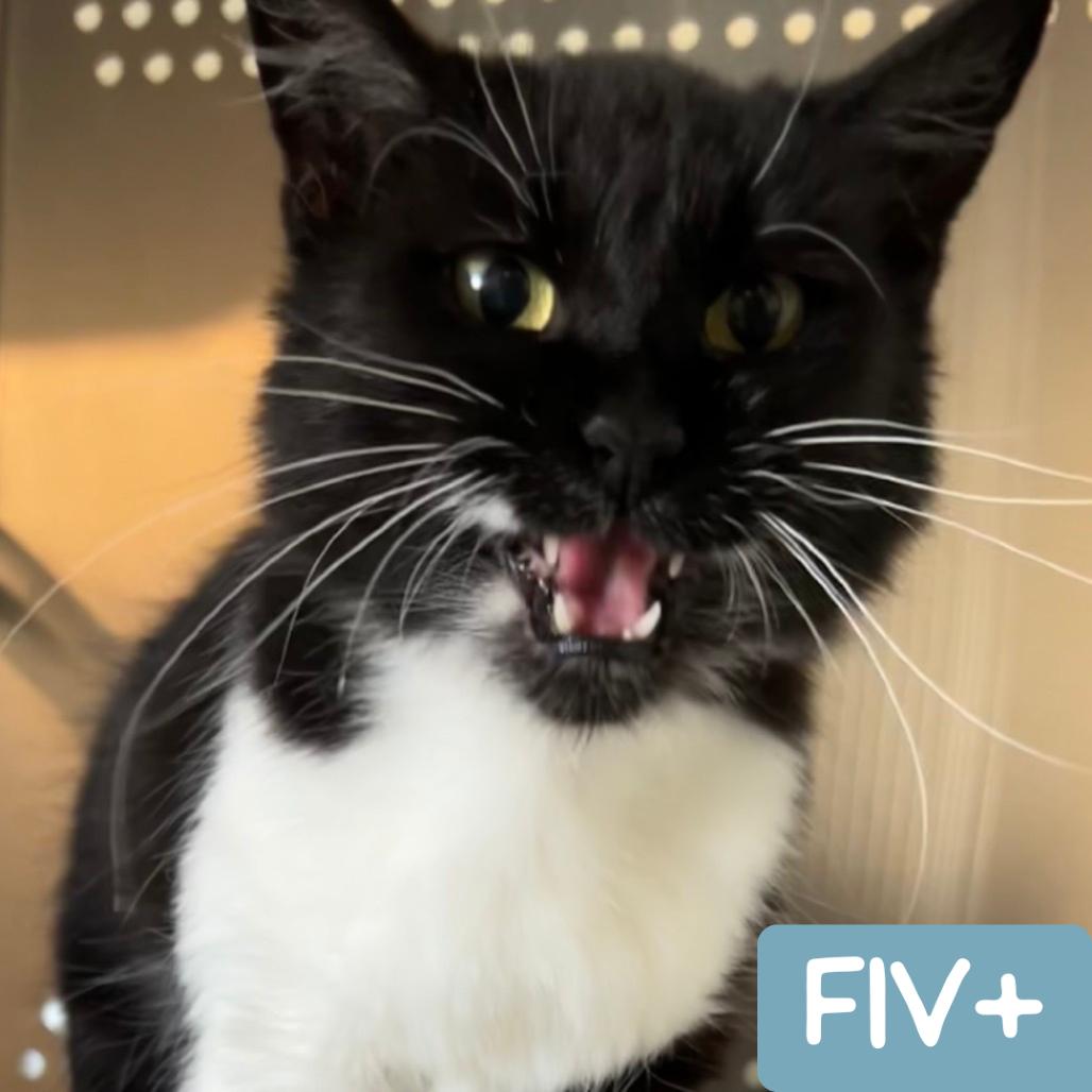 Sylvia La Plata, Adoptable, Adult Female Domestic Medium Hair.