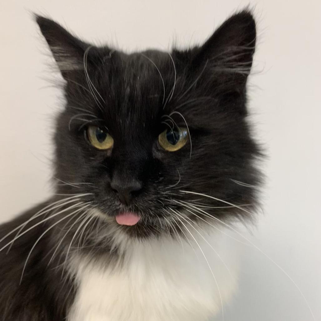 Sylvia La Plata, a Adoptable Domestic Medium Hair in Denver, CO image 4/5