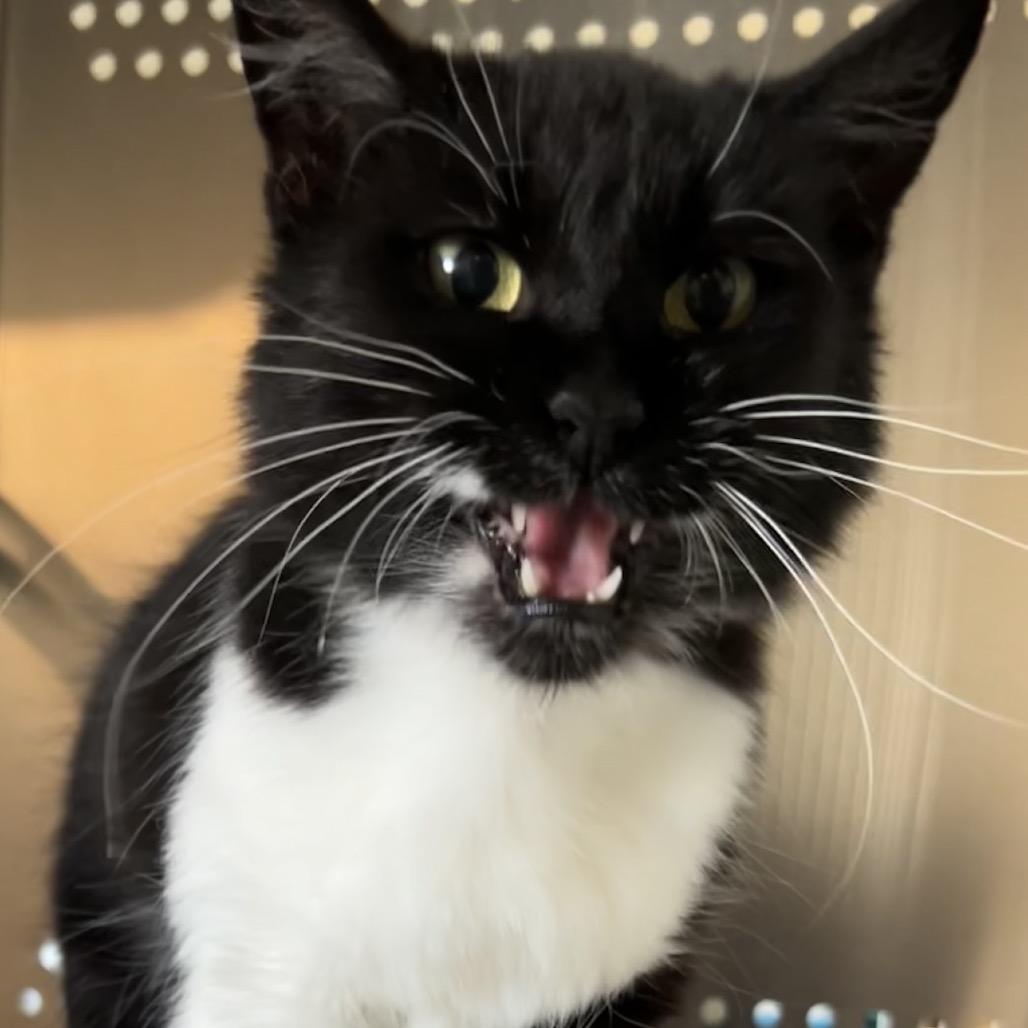 Sylvia La Plata, a Adoptable Domestic Medium Hair in Denver, CO image 5/5