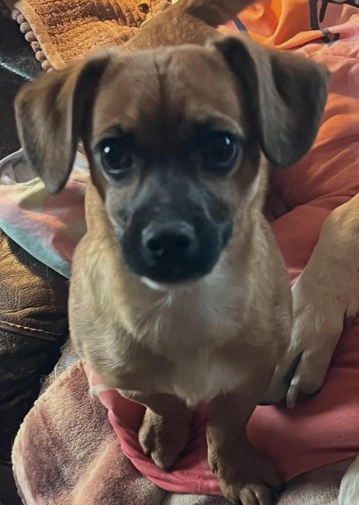 Vector , Adoptable, Puppy Male Chiweenie.
