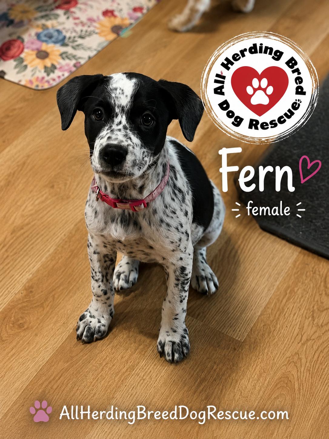 Fern, Adopted, Puppy Female Cattle Dog.