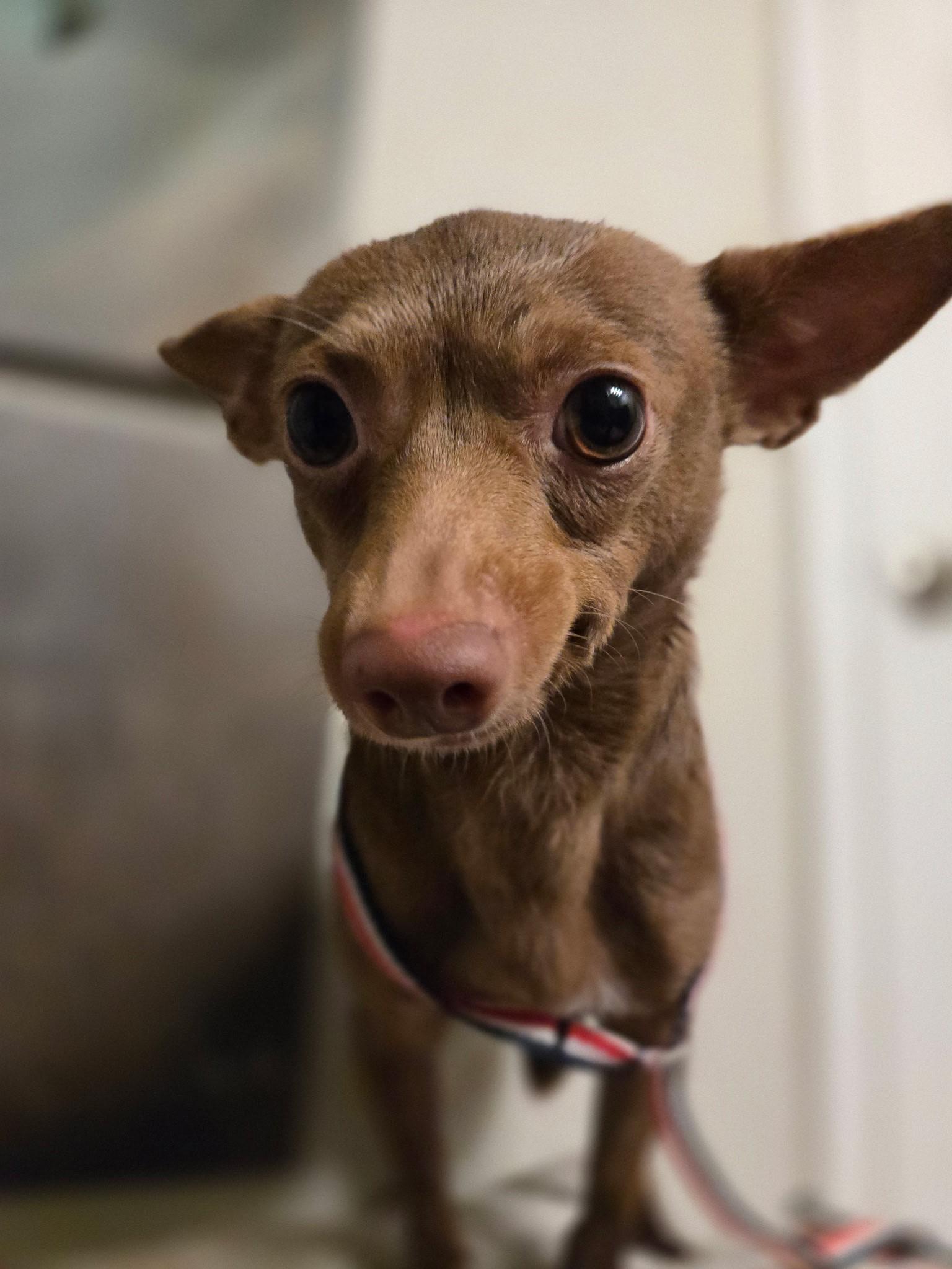Tinnie, ADOPTABLE, Adult Female Chihuahua.