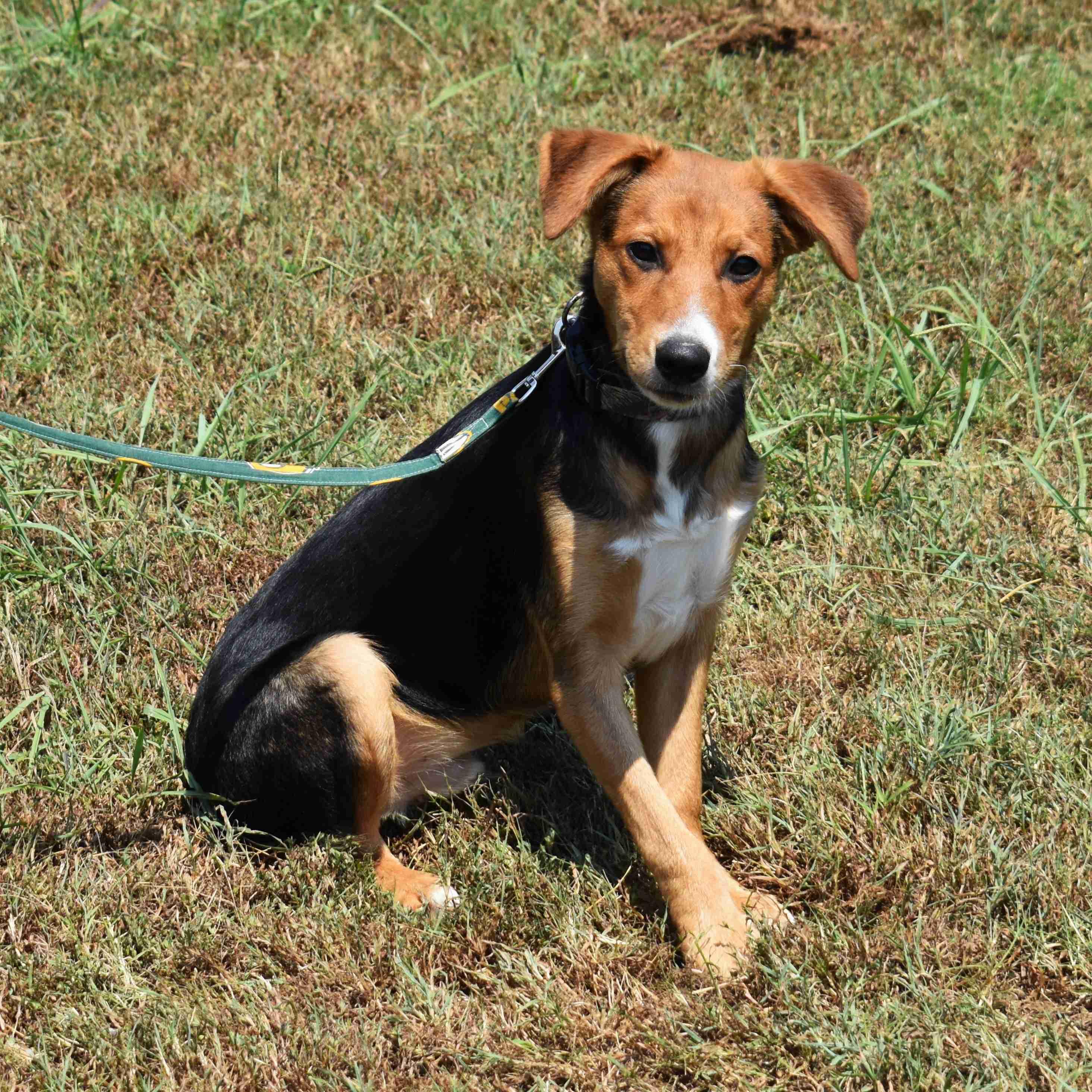 Lucky, a Adoptable Mixed Breed in Searcy, AR image 5/6