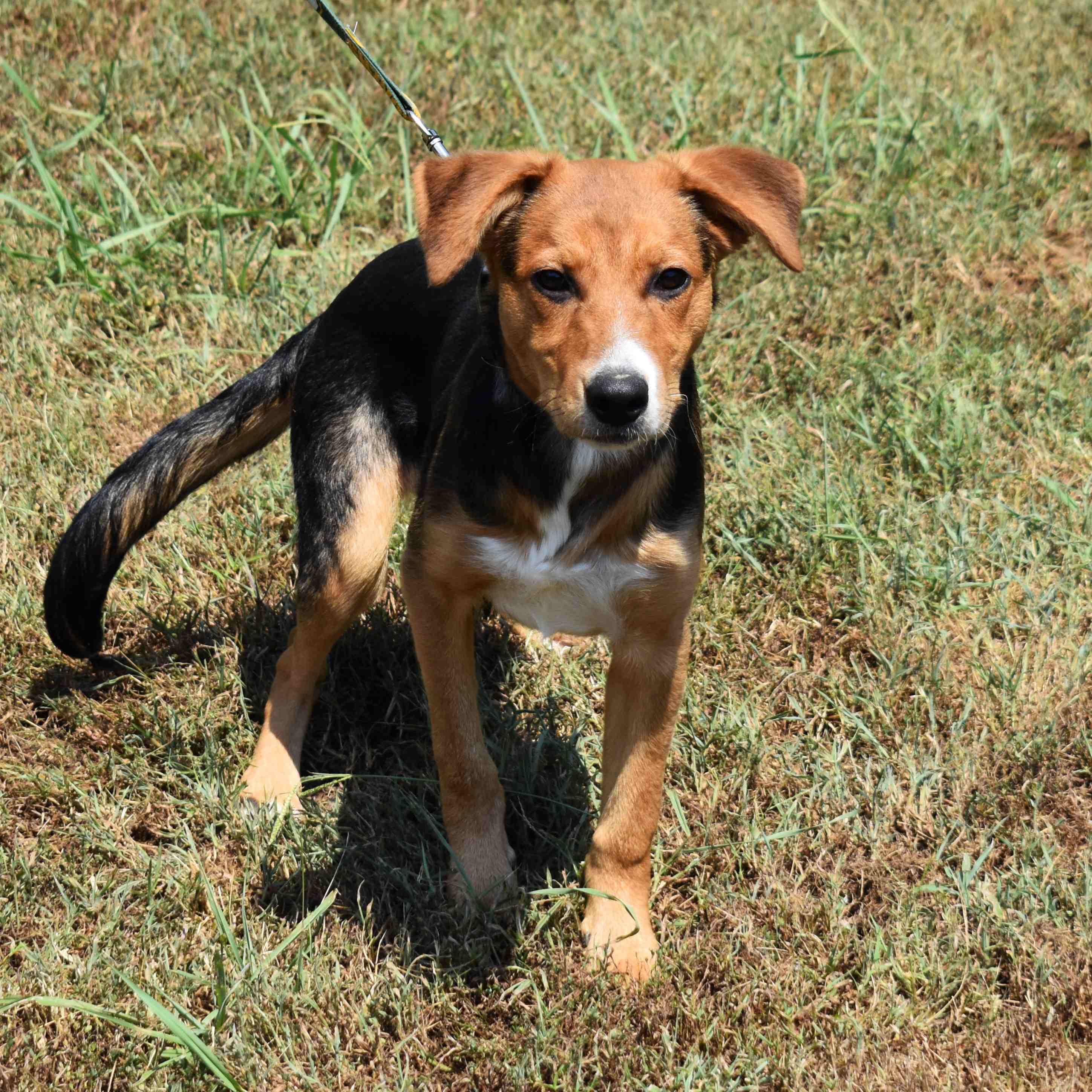 Lucky, a Adoptable Mixed Breed in Searcy, AR image 4/6