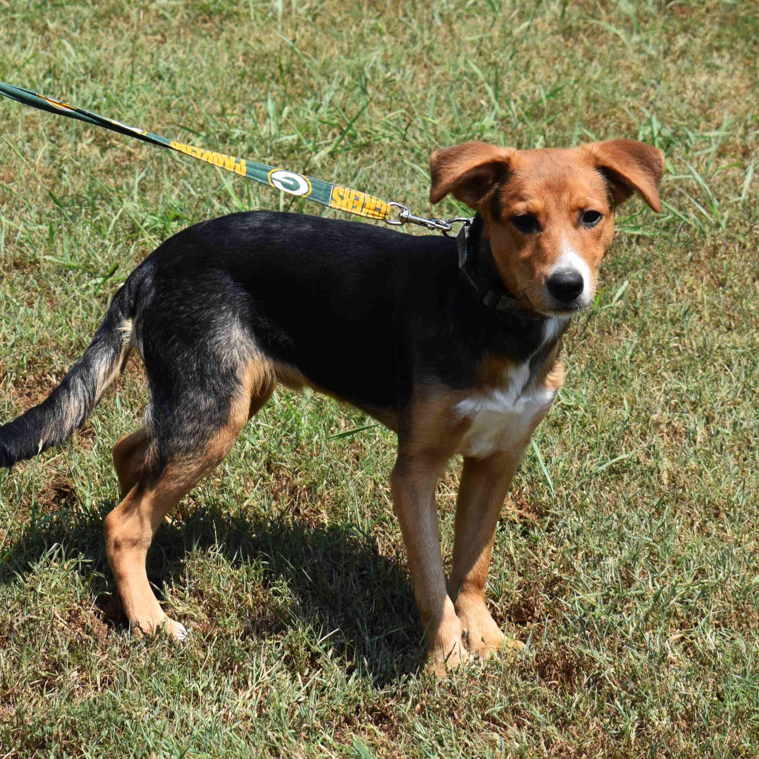 Lucky, a Adoptable Mixed Breed in Searcy, AR image 1/6