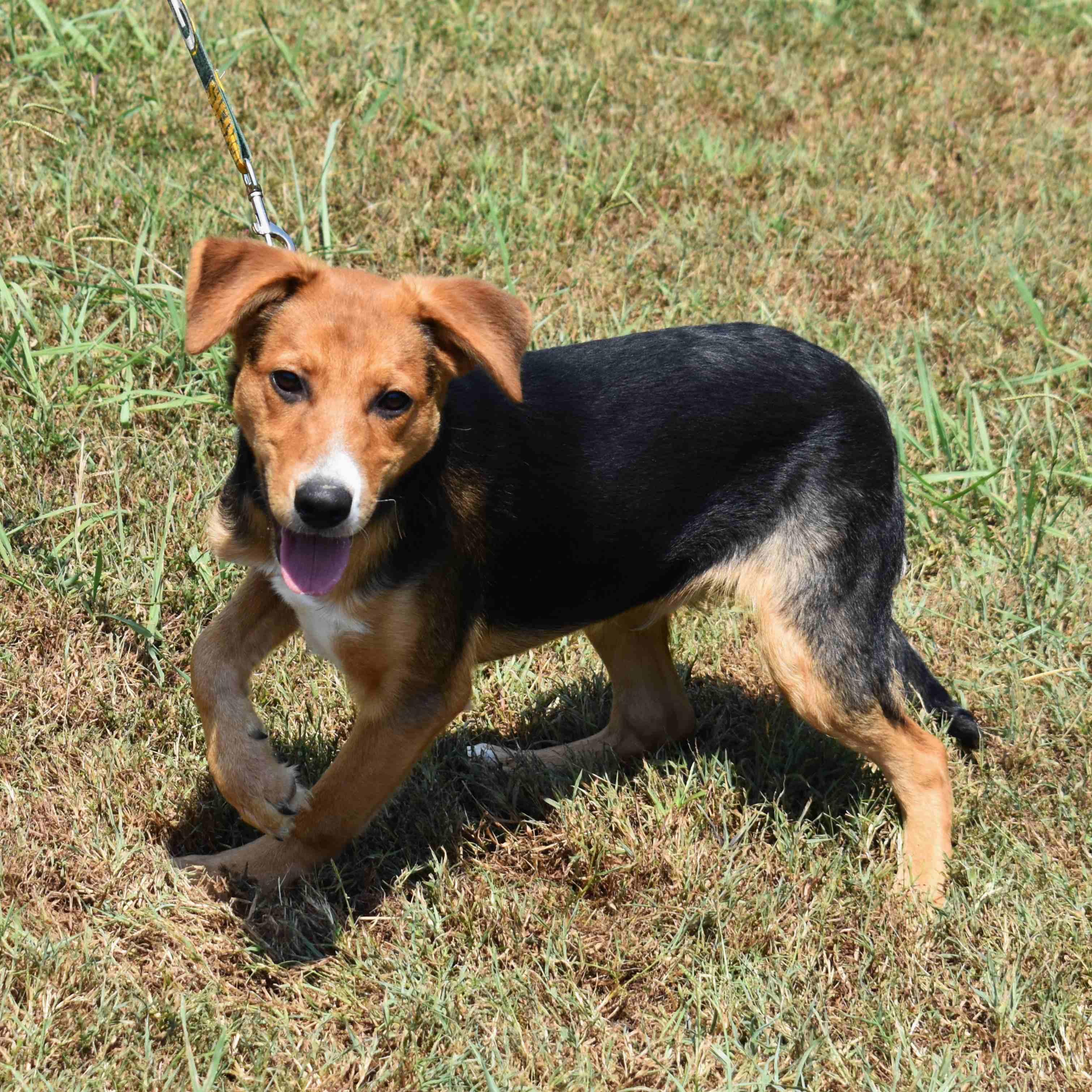 Lucky, a Adoptable Mixed Breed in Searcy, AR image 6/6