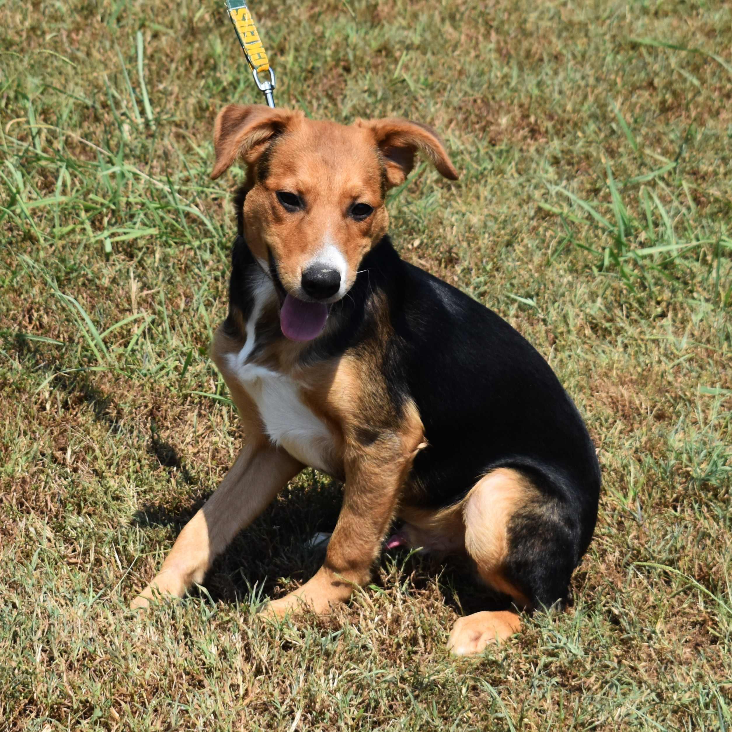 Lucky, a Adoptable Mixed Breed in Searcy, AR image 3/6