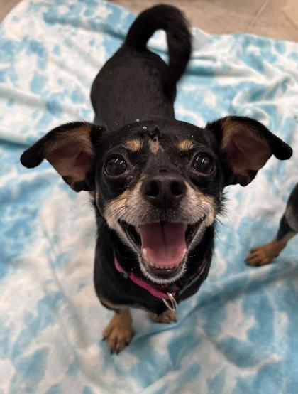 Enlarge GiGi, a Adoptable mixed breed in Humboldt, IA image 1/1