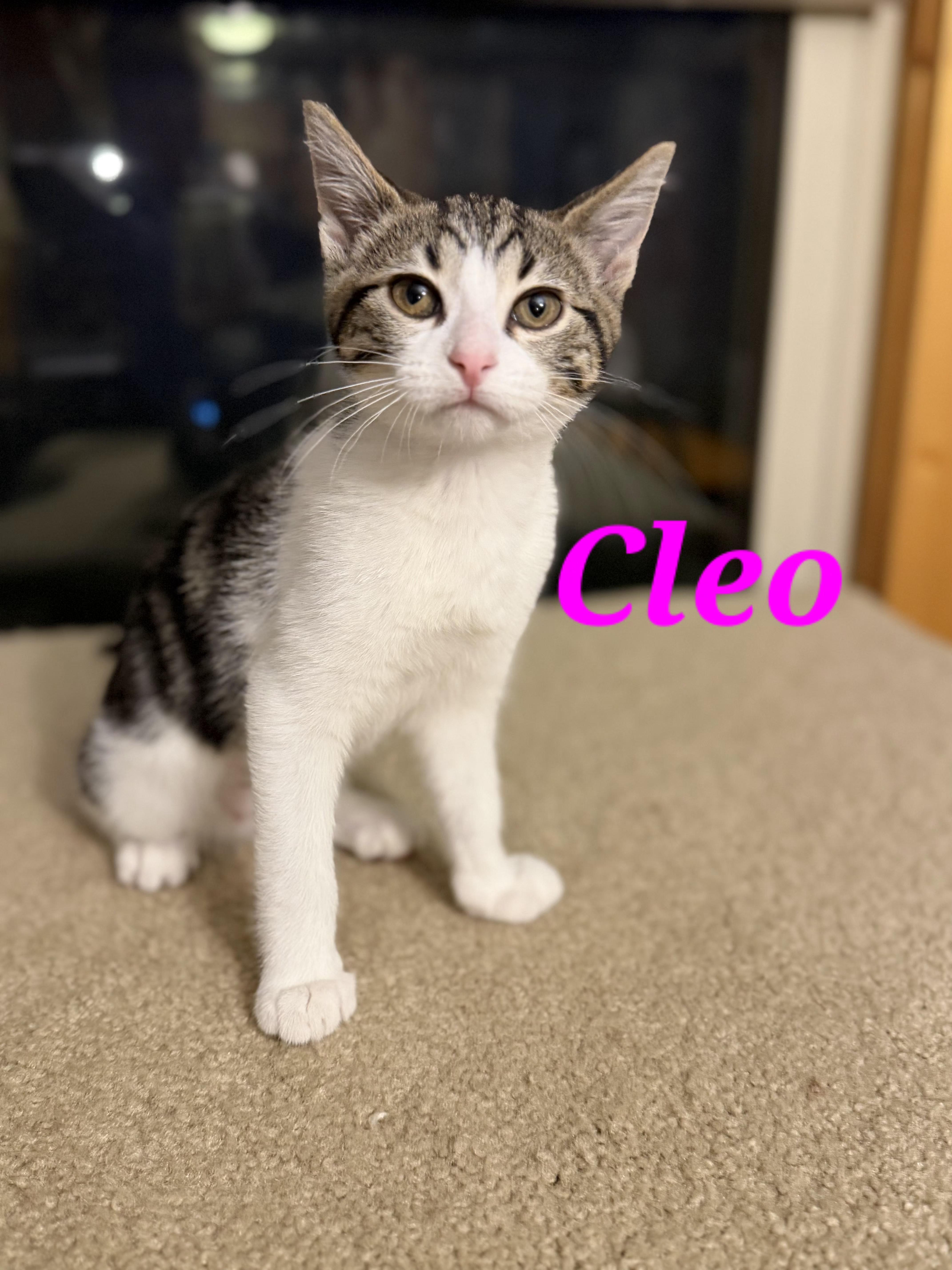 Cleo, Adopted, Kitten Female Domestic Short Hair.