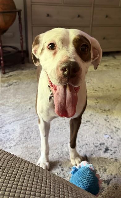 Enlarge TIFF, a Adoptable Pit Bull Terrier in Upper Marlboro, MD image 1/1