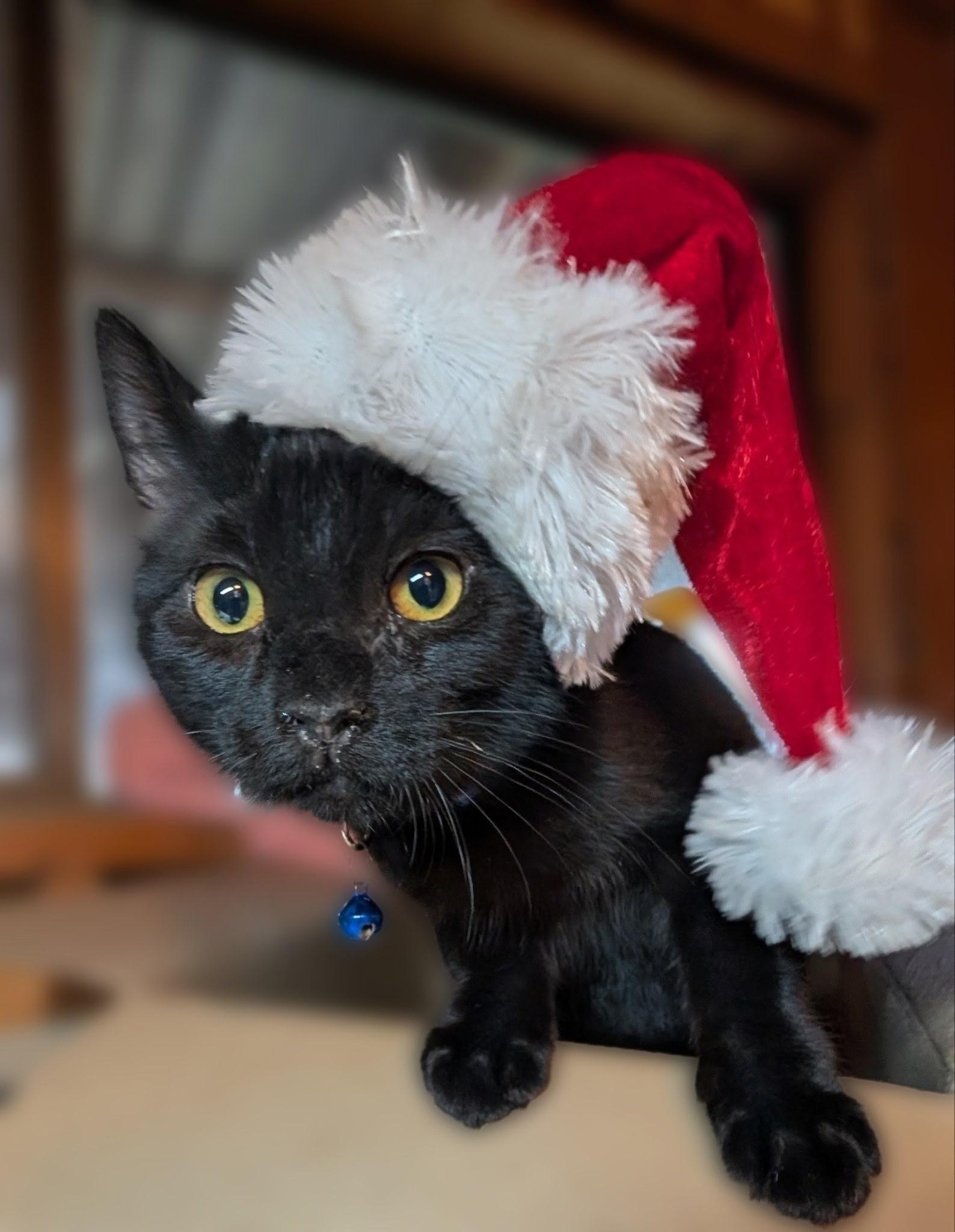 Gavin, adoptable, Young Male Domestic Short Hair.