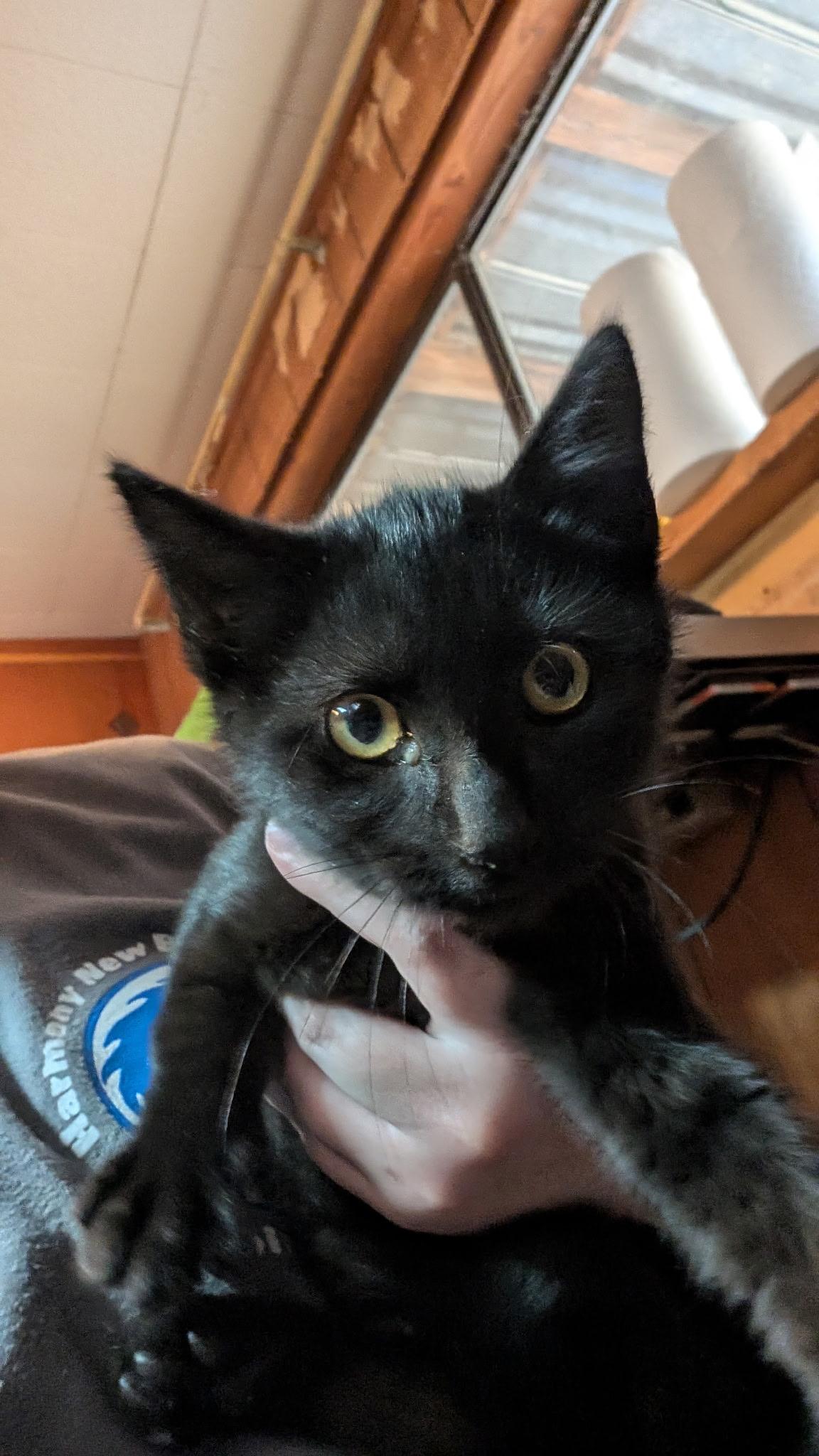 Enlarge Gavin, an adoptable Domestic Short Hair in Sheridan, OR image 2/2