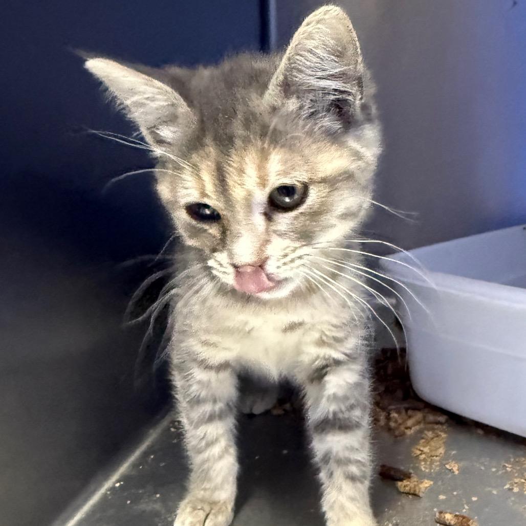Milan, a Adoptable Domestic Short Hair in Coos Bay, OR image 2/2