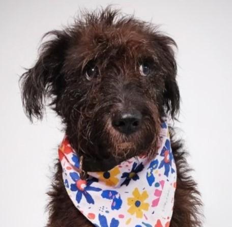 Beta (NC), Adoptable, Adult Female Terrier & Schnauzer.