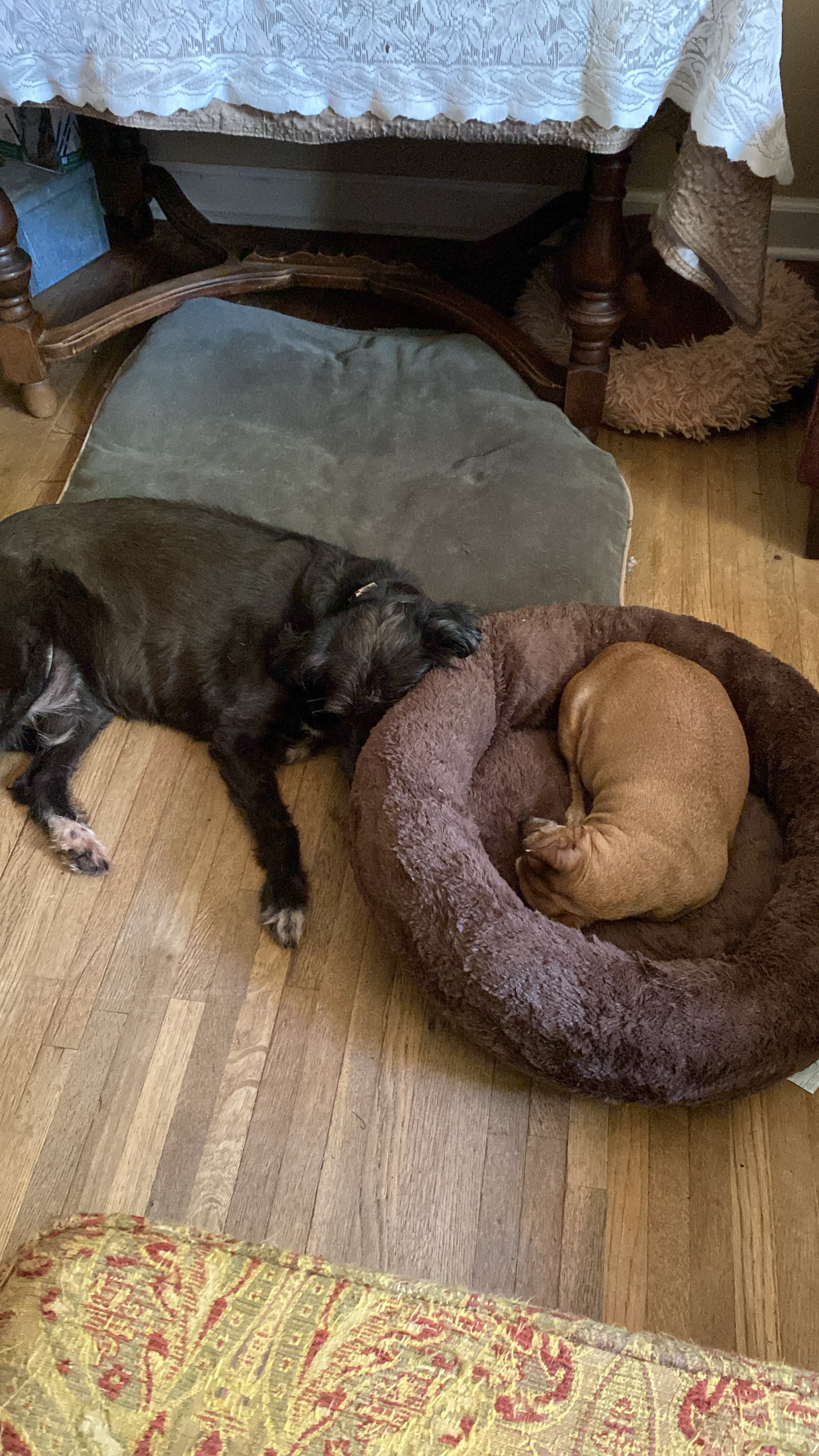 Beta (NC), a Adoptable mixed breed in Rowland, NC image 3/4