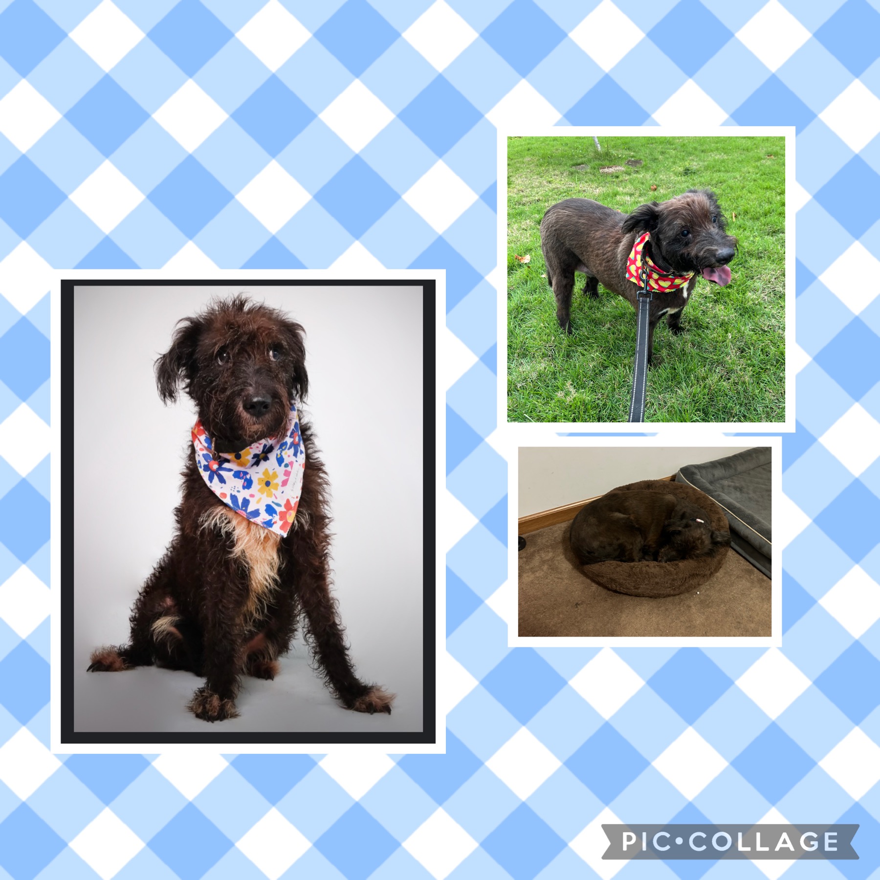 Beta (NC), a Adoptable mixed breed in Rowland, NC image 2/4