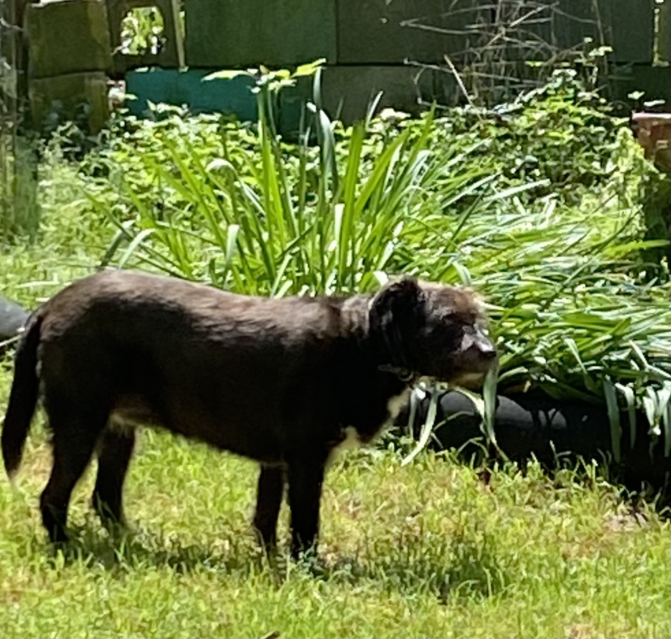 Beta (NC), a Adoptable mixed breed in Rowland, NC image 4/4