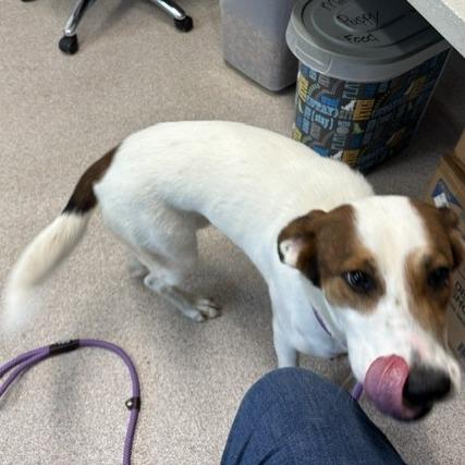 Zoe, Adoptable, Adult Female Terrier & Spaniel.
